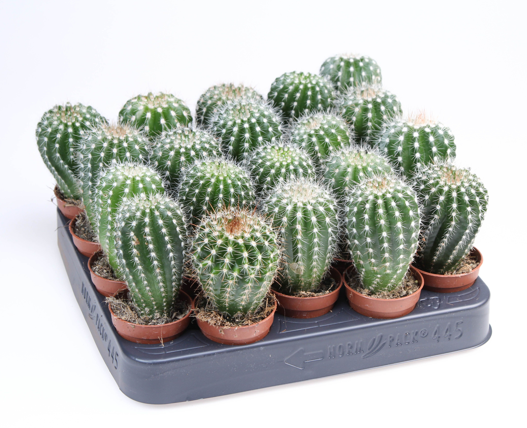 Notocactus horstii, D 5,5