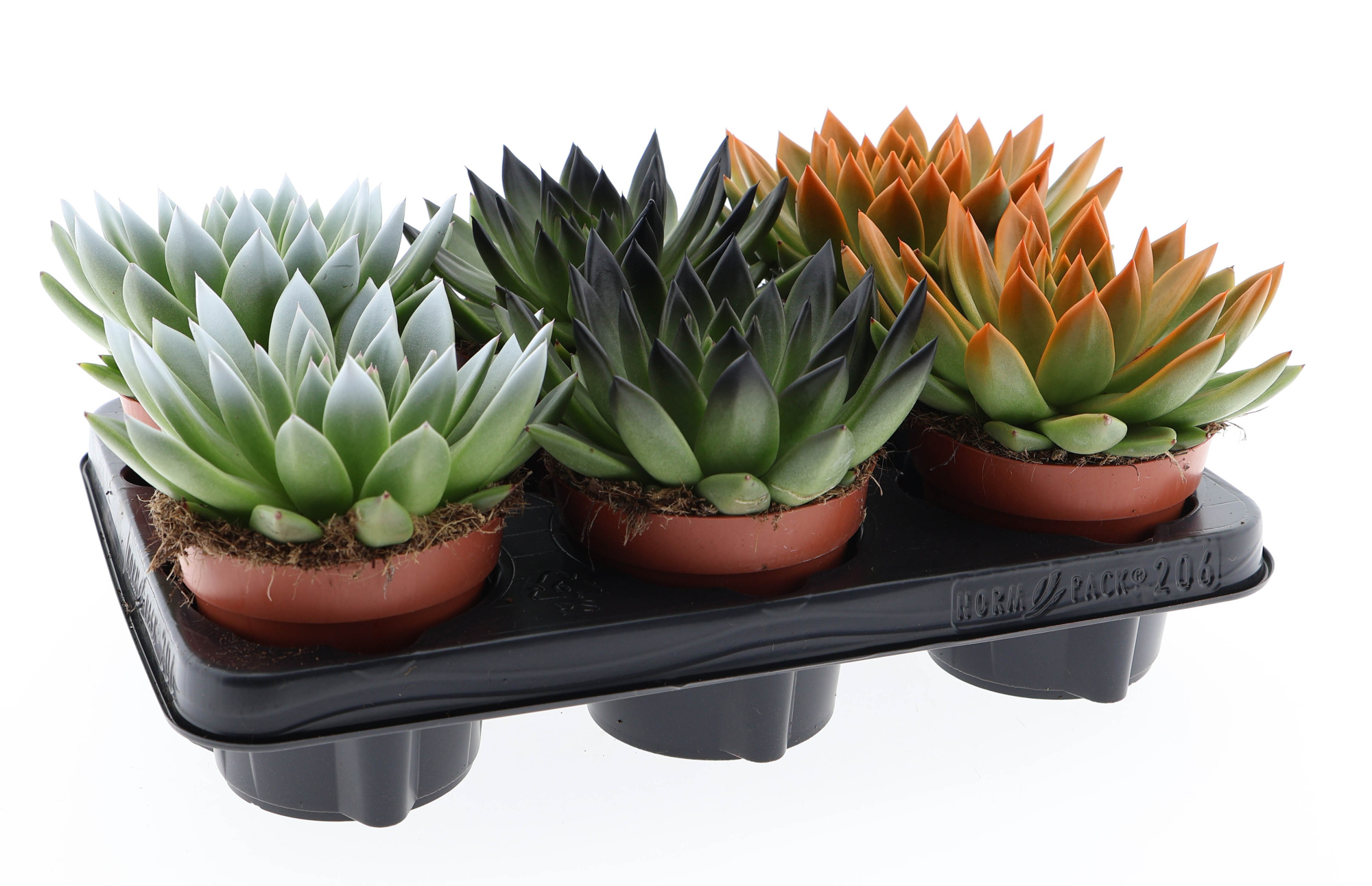 Halloween rainbow tips mix, D 12