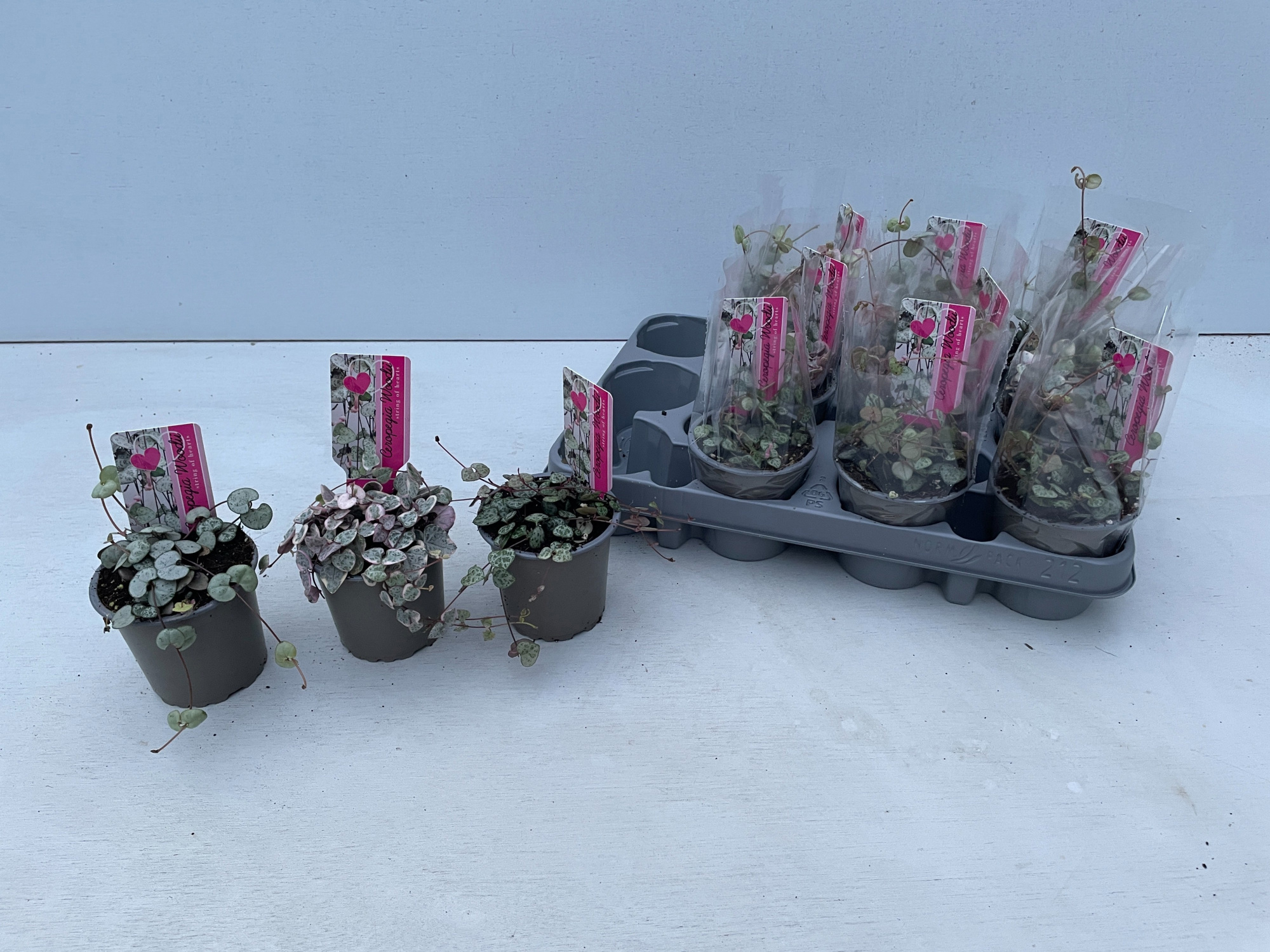 Ceropegia MIX Silver Glory/Variagata/Woodii 3 soorten, D 9