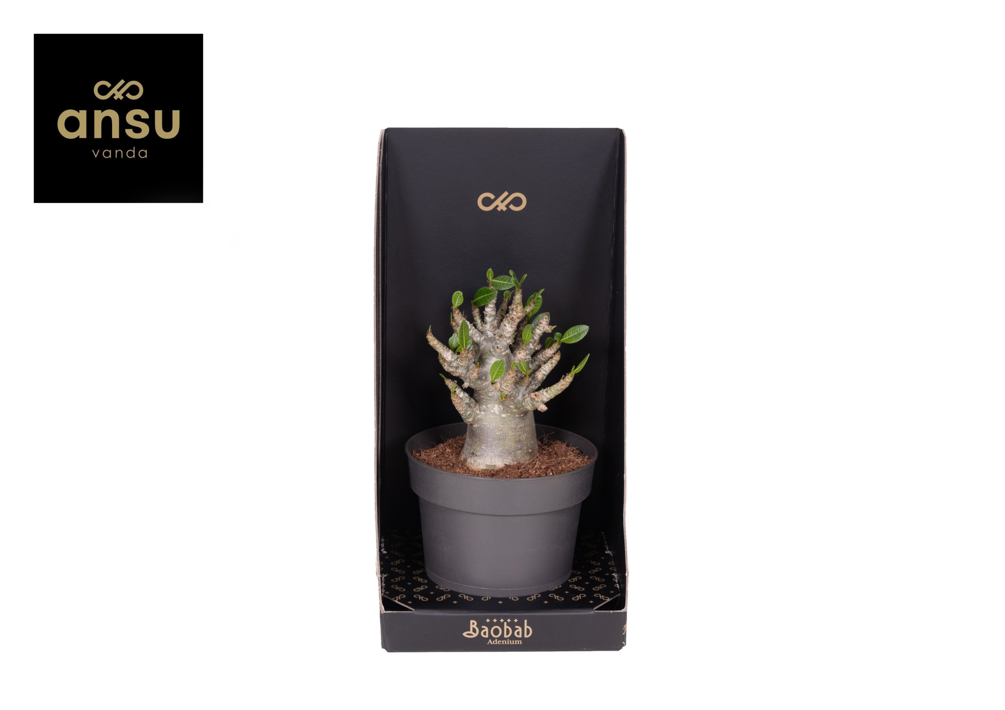 Baobab Adenium - Collection, D 12