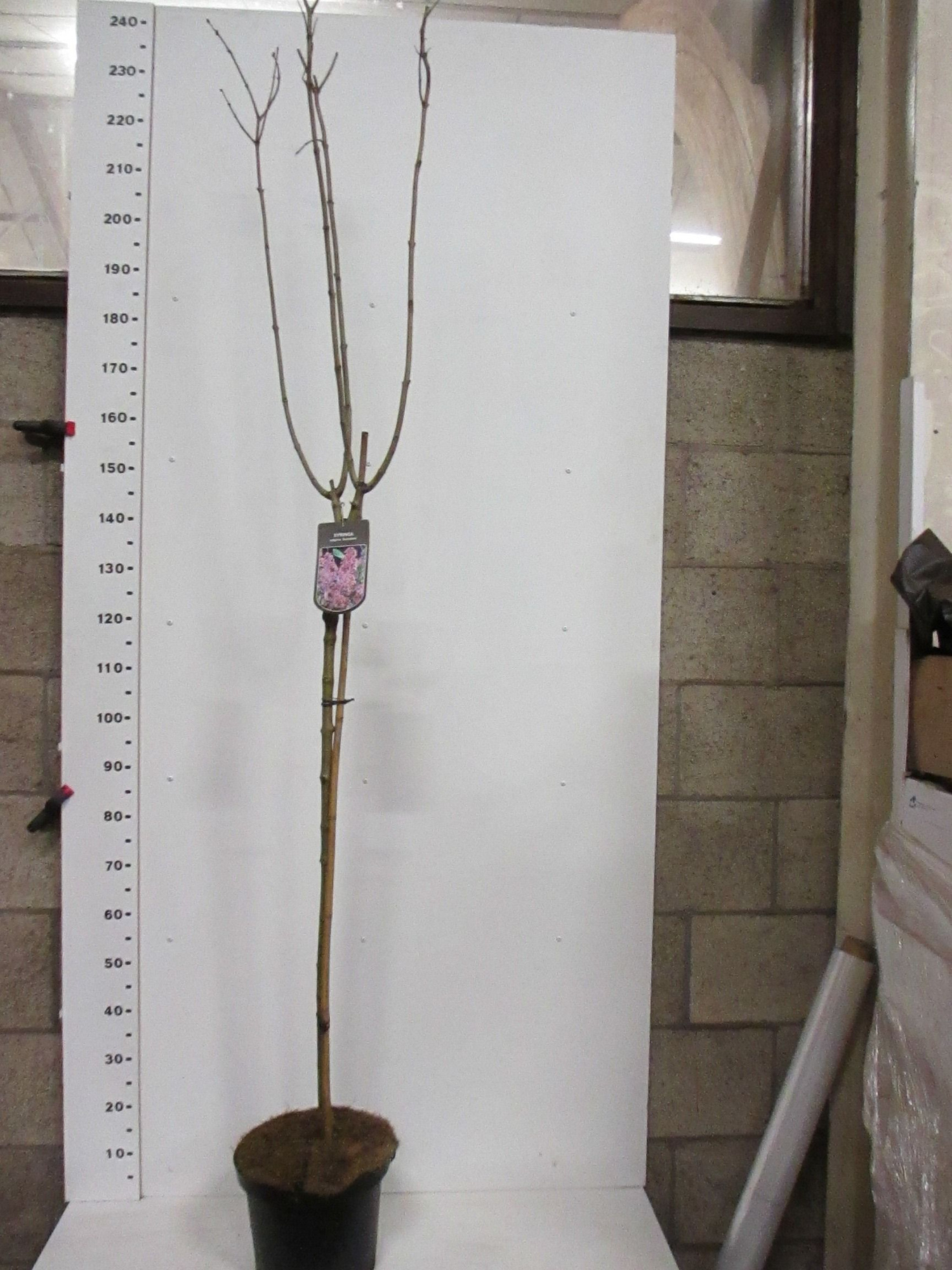 Syringa vulgaris in cultivars 110 stam P28, D 28