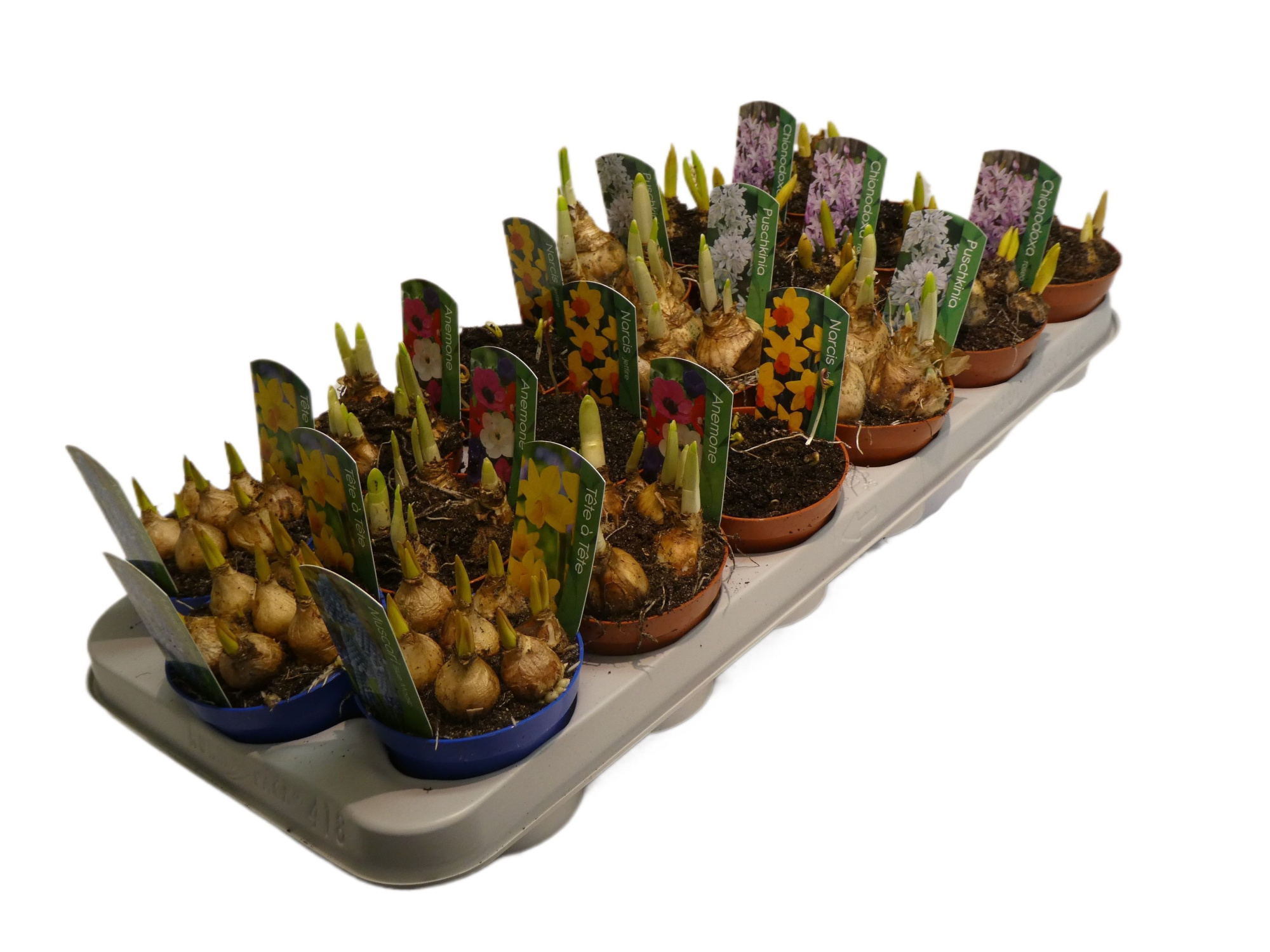 bollenmix 9 cm kan afwijken van foto 6 soorten in tray, D 9