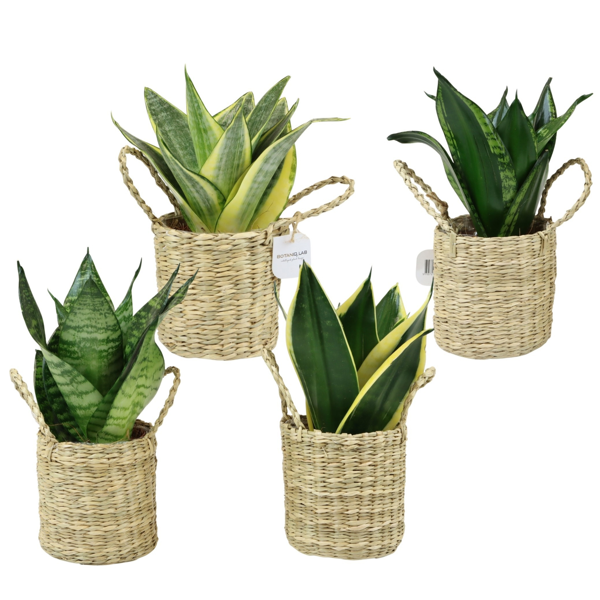 City Safari with Sansevieria Hahni mix, D 9