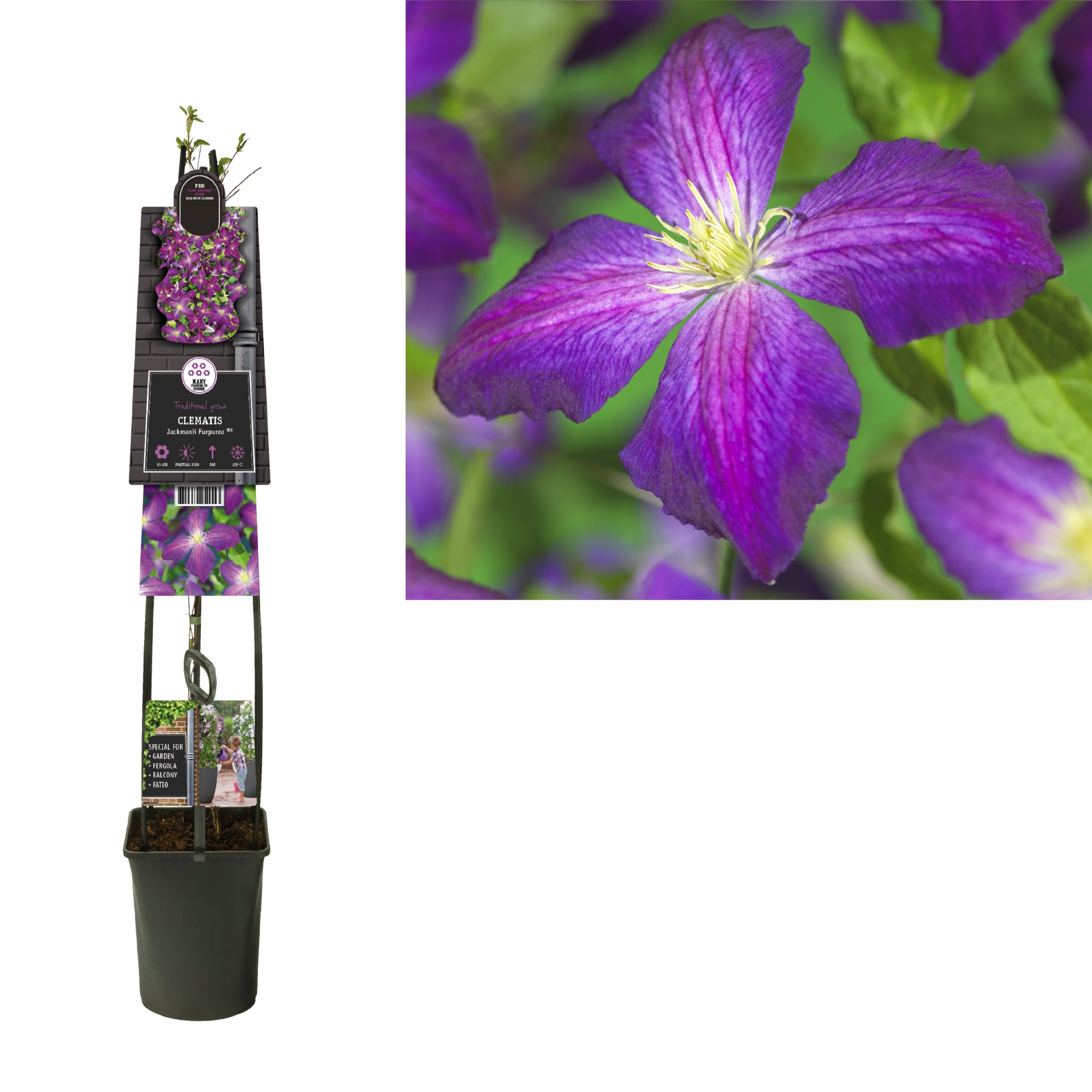 Clematis So Many® Purple Flowers PBR +3.0 label, D 23