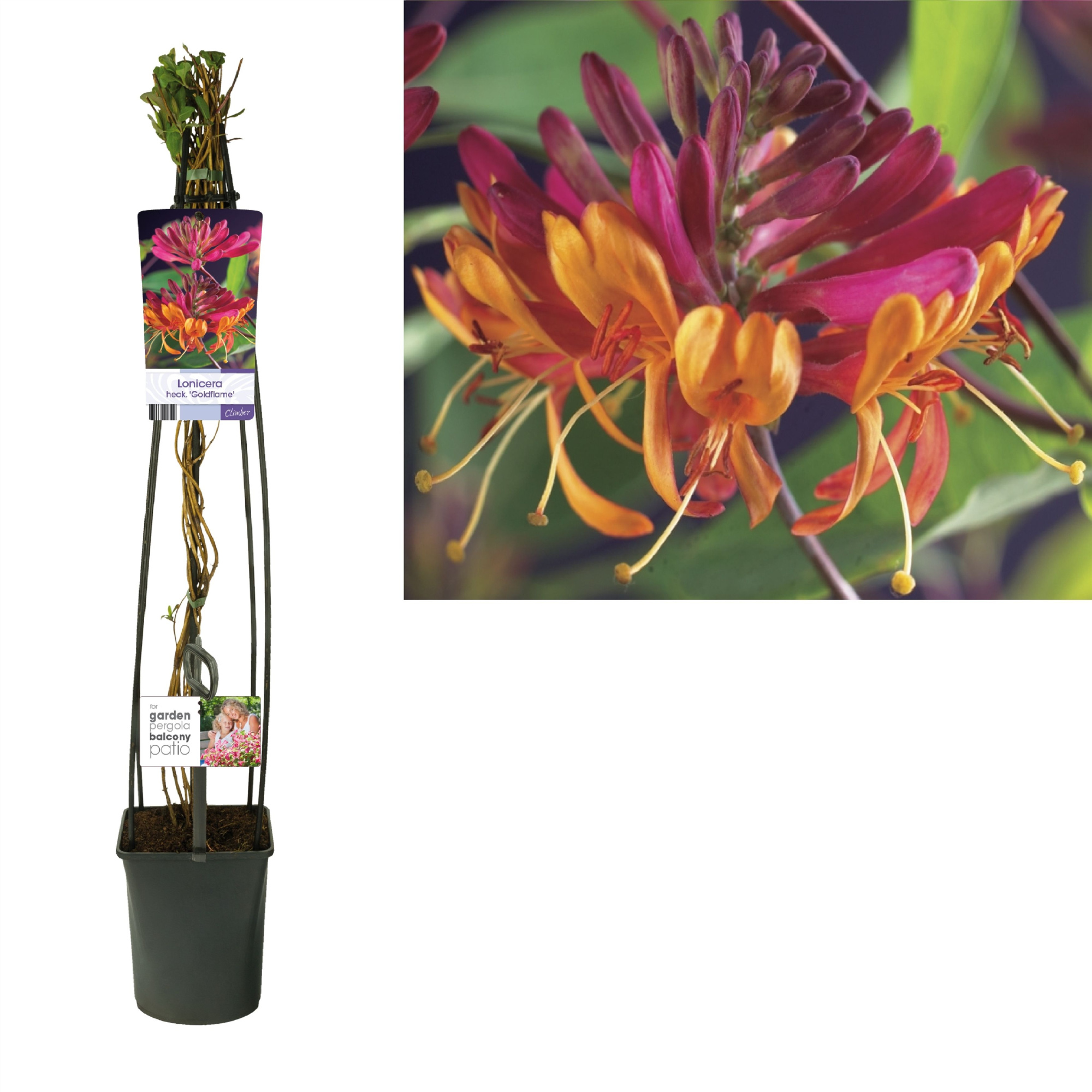 Lonicera heckrottii 'Goldflame' +light label, D 23