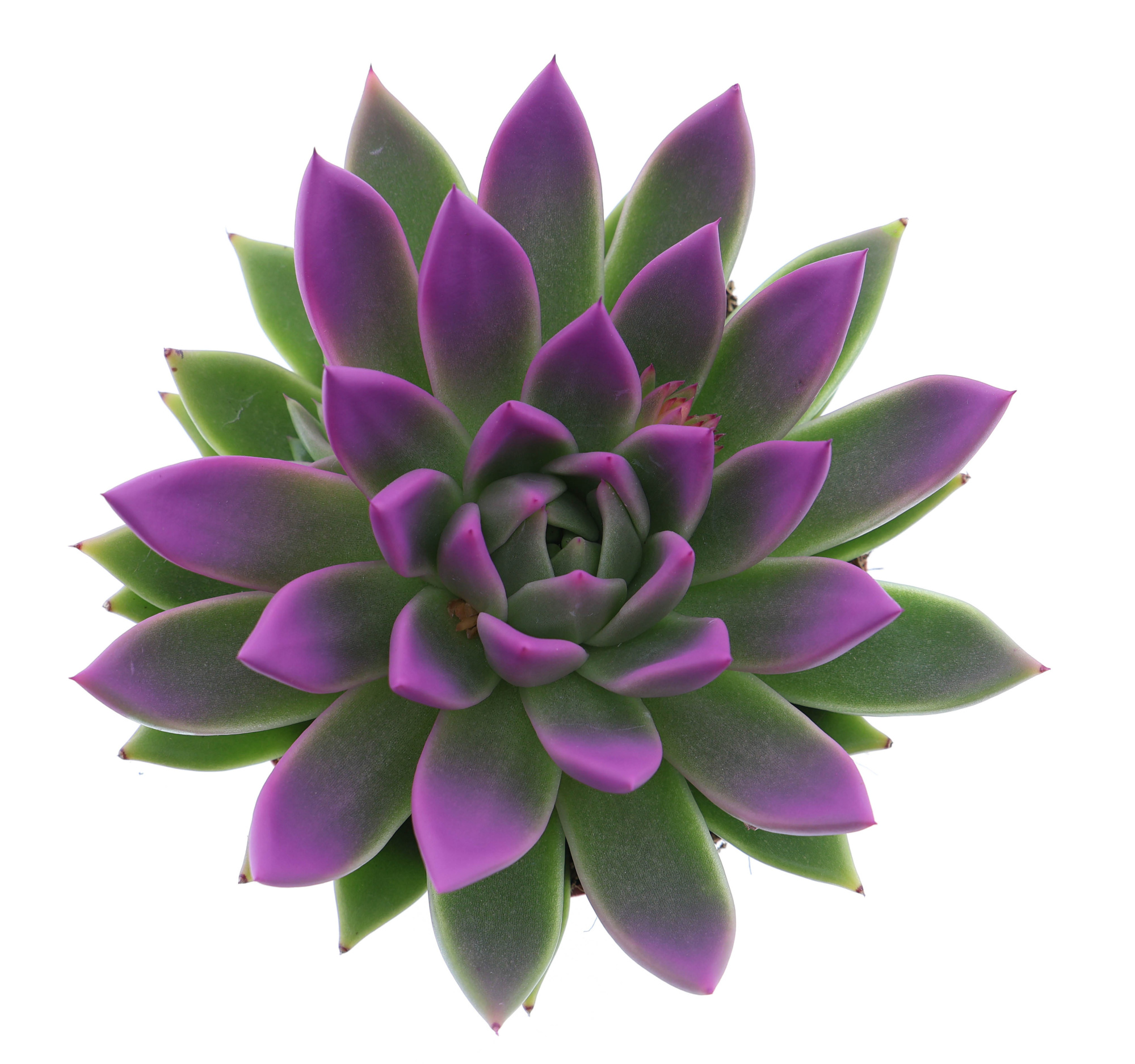 Miranda tips fuchsia, D 12