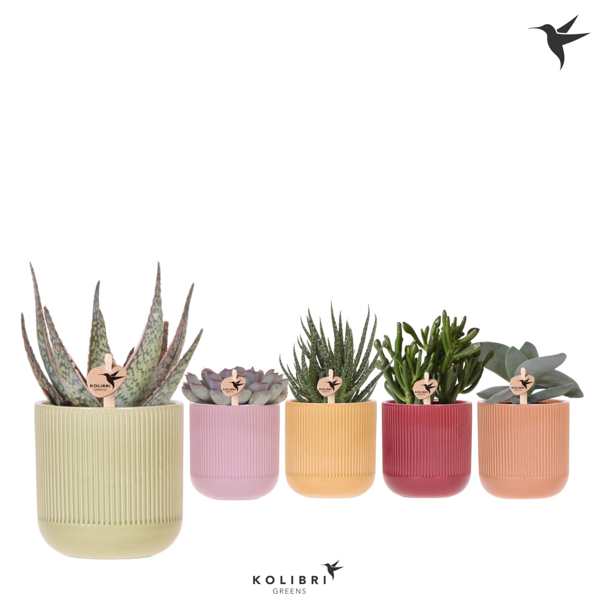 Kolibri Greens Succulenten mix in Flare pot mix, D 9