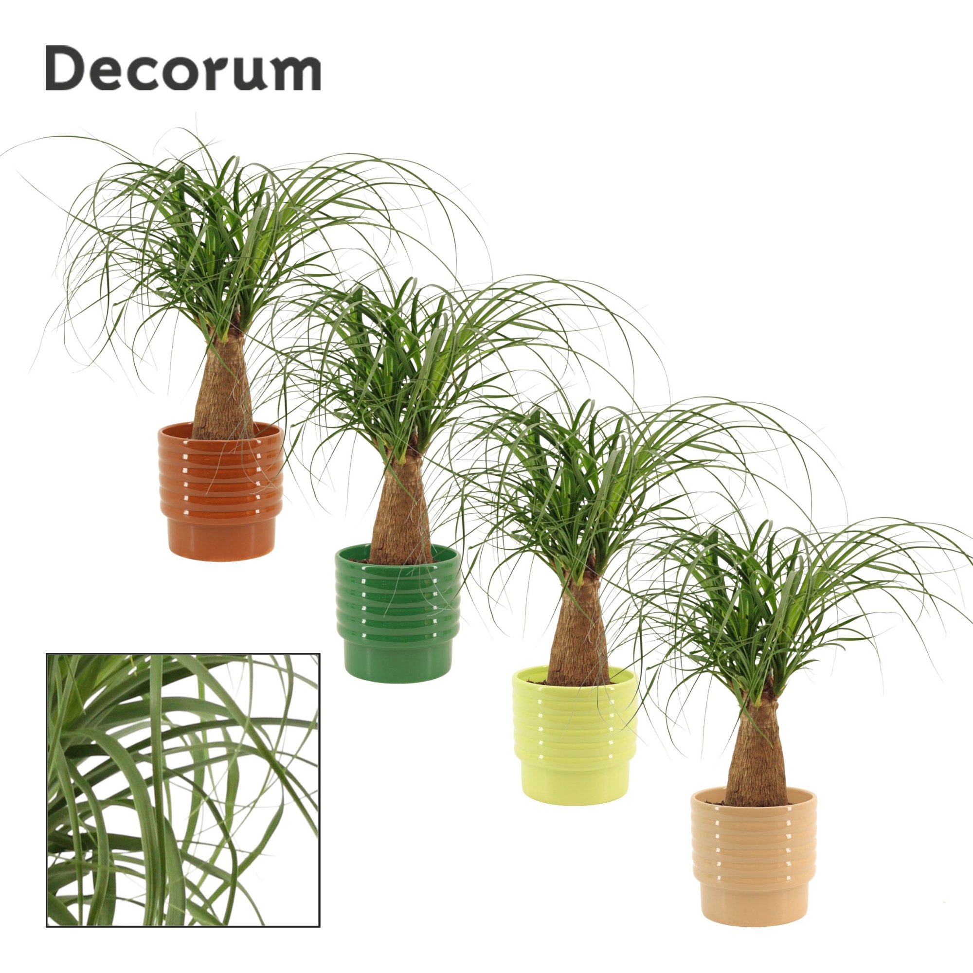 Beaucarnea Recht 12 cm in Naemi (Natural bubble-collection), D 12