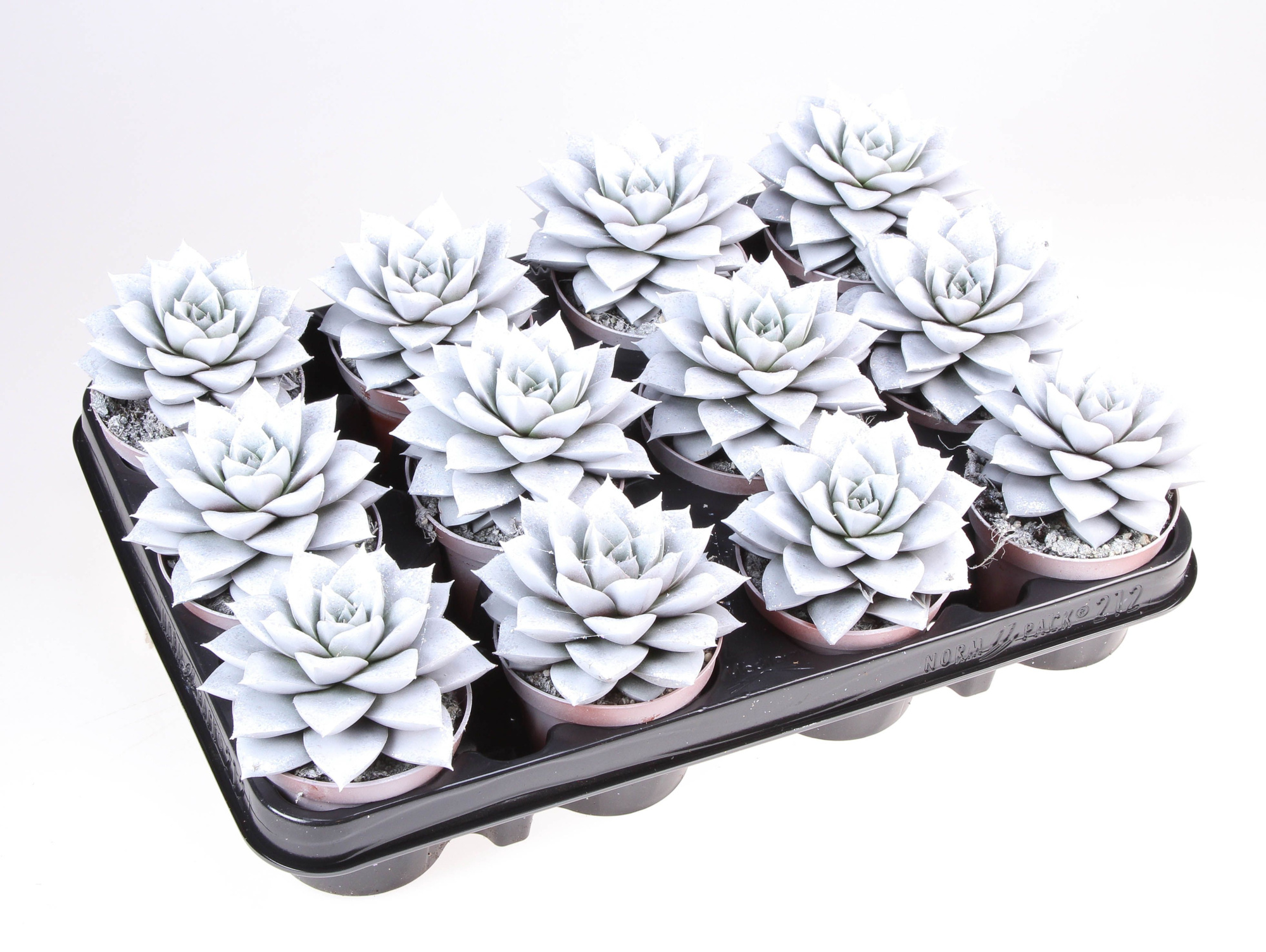 Purper parelmoer + bio glitter, D 8,5