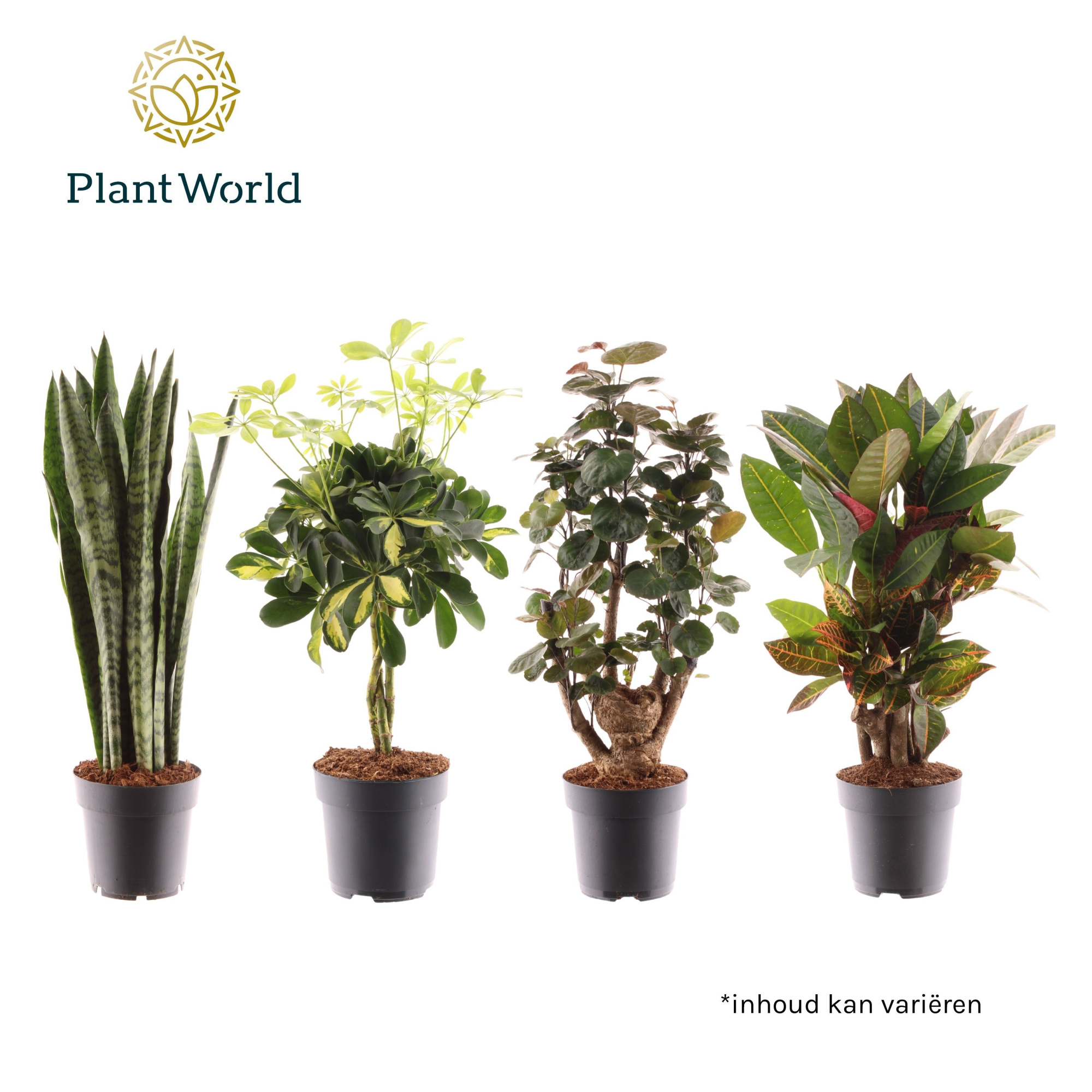 Groenmix Santorini (diverse soorten), D 17