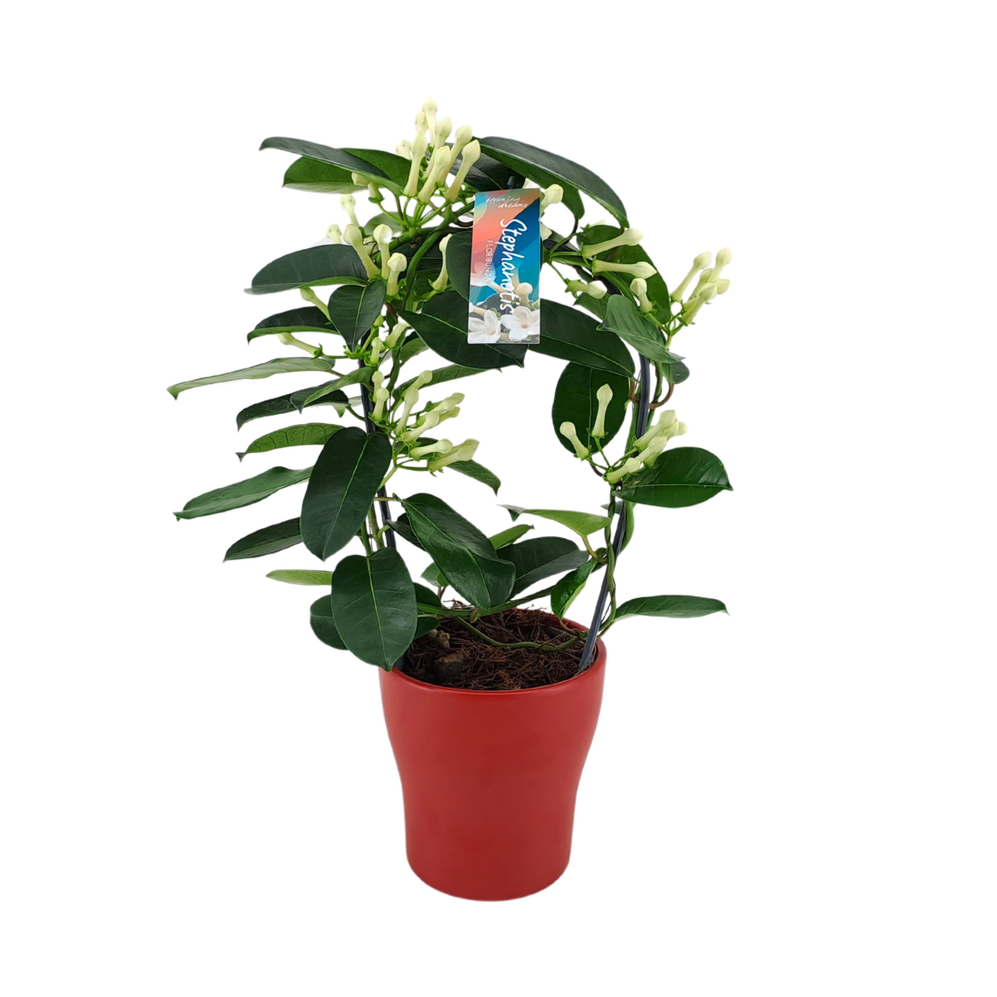 Stephanotis 7-8 tros boog keramiek Anna rood p13, D 13