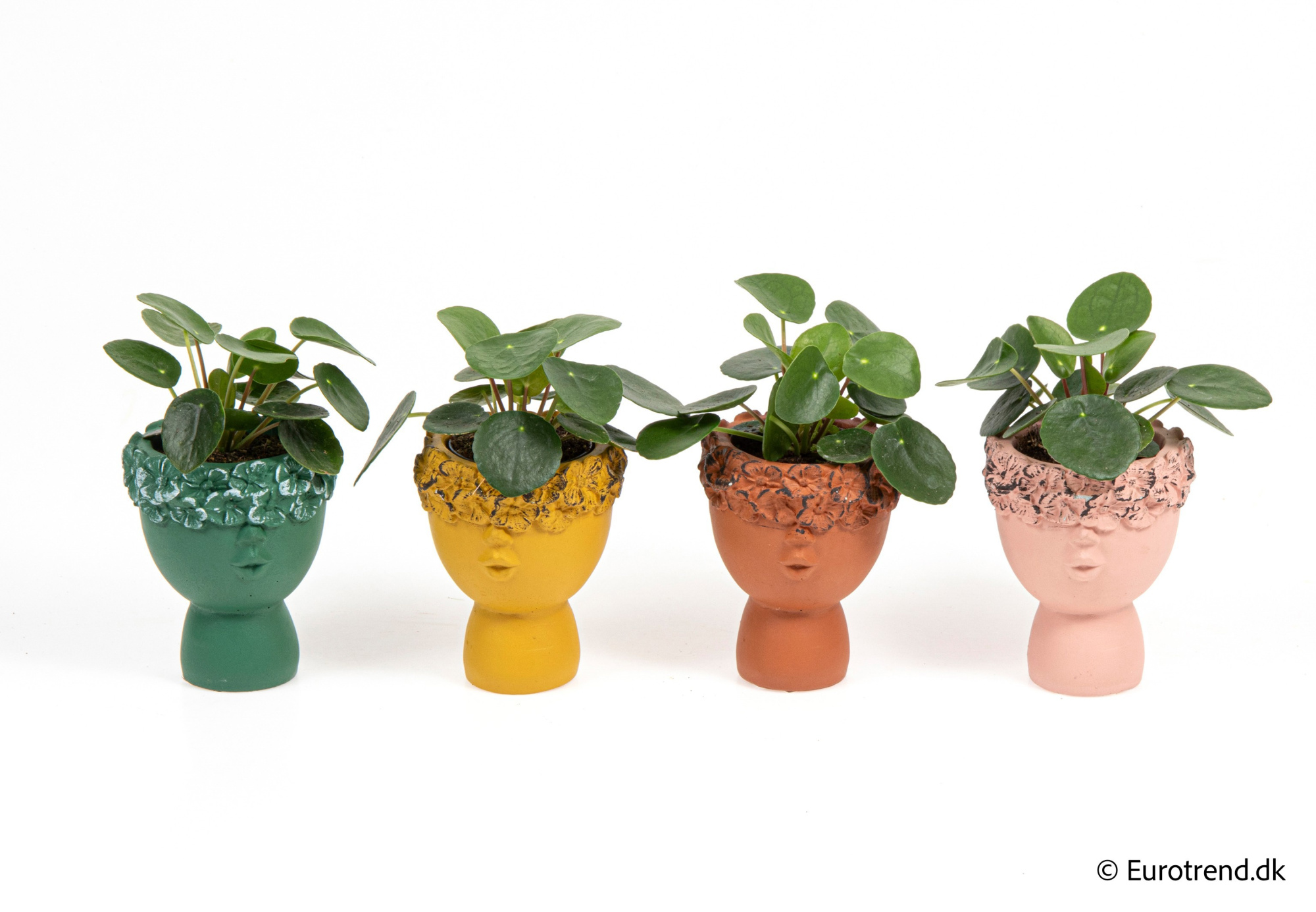 Pilea peperomioides in New Look ceramic 2026, D 6