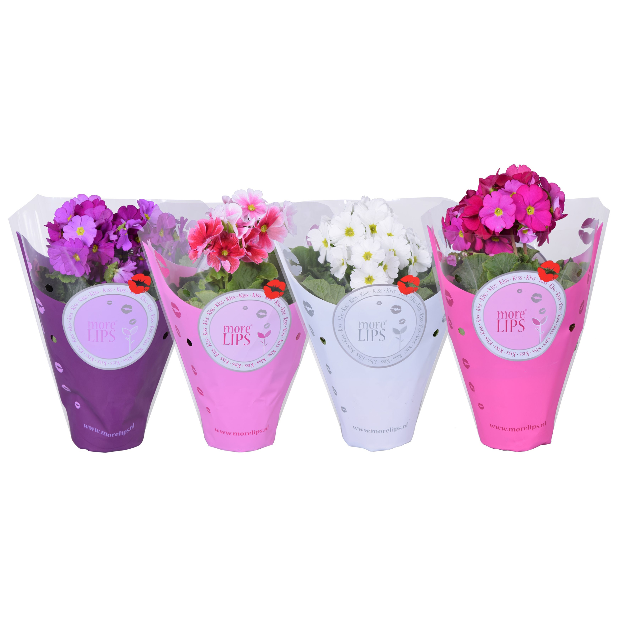 MoreLIPS® Primula Obc MixTRAY in Color Hoes, D 12