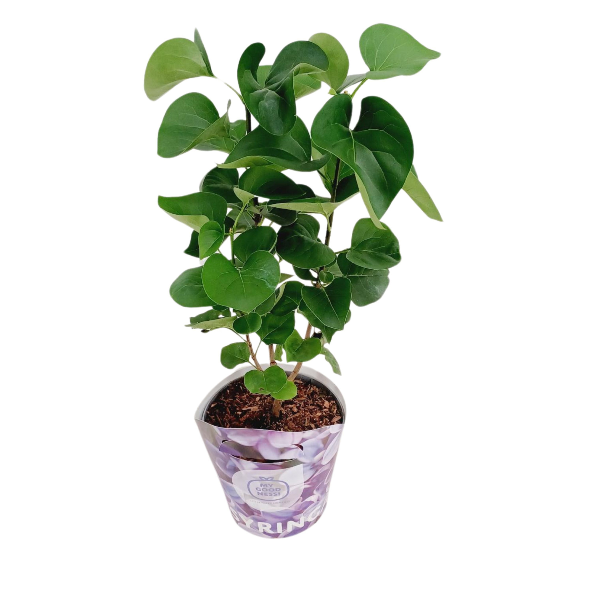 Syringa Vulgaris c2 potcover Lila, D 17