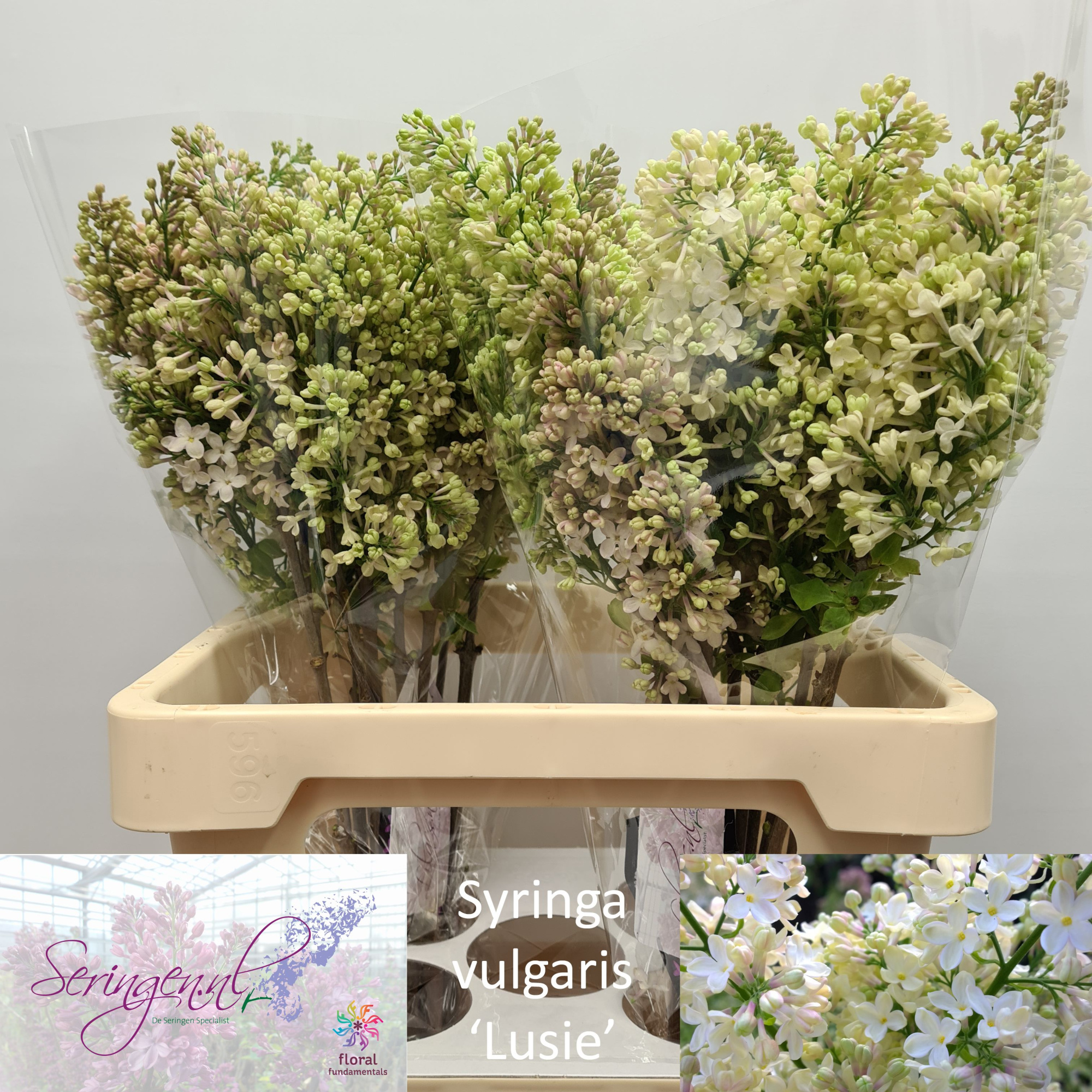 Сирень Примроуз 60 (крем.), шт.