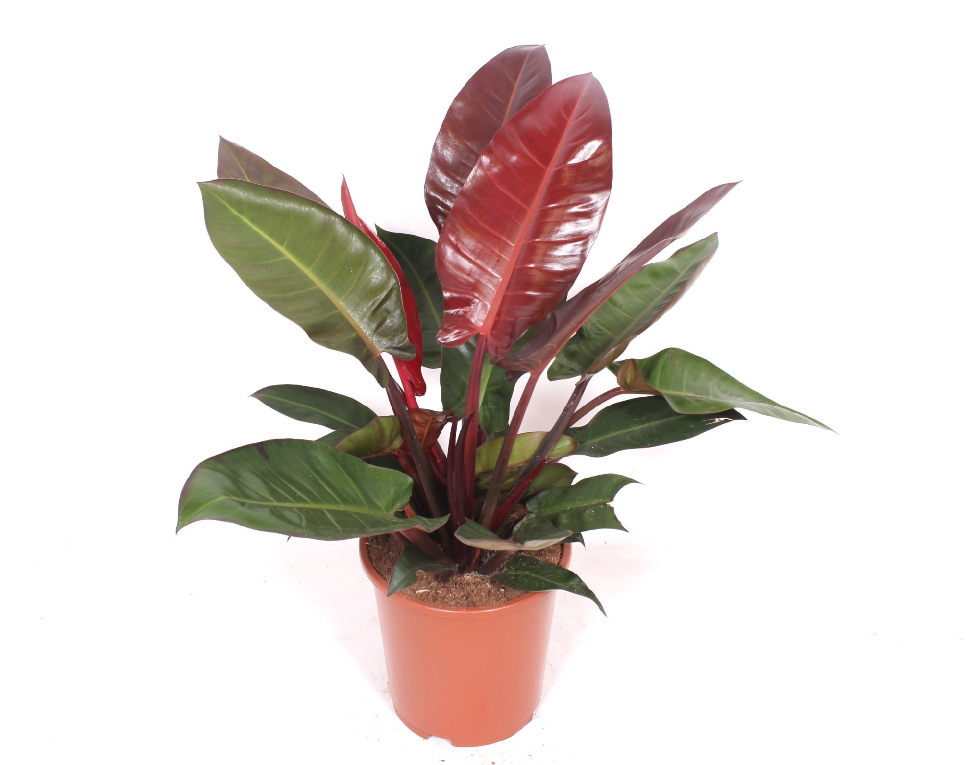 Philodendron Sun Red, D 27