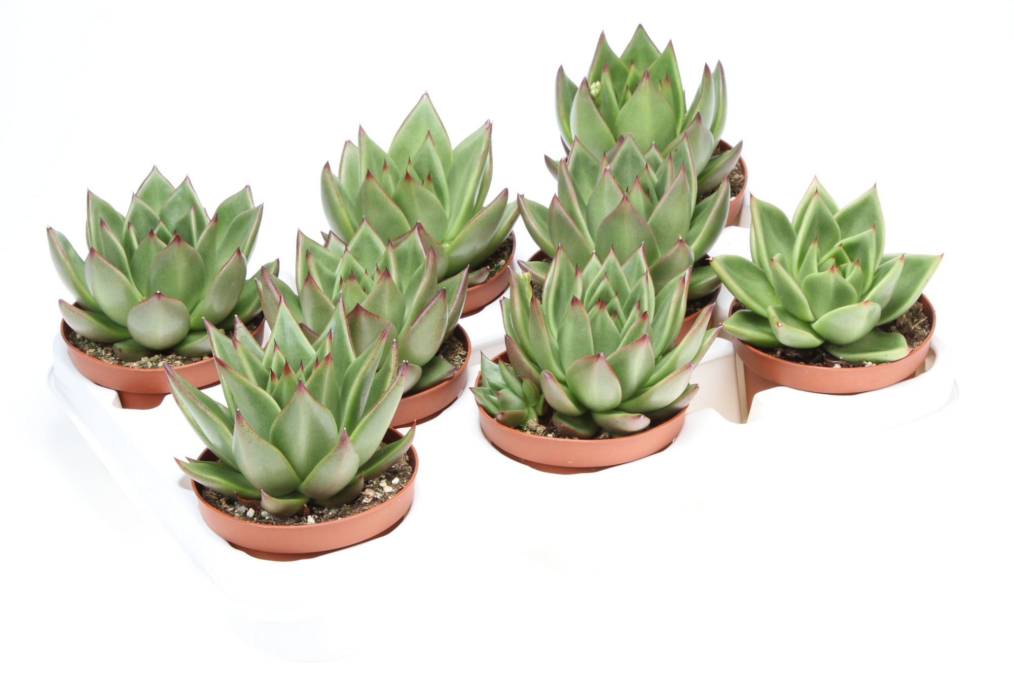 Echeveria agavoides, D 10,5