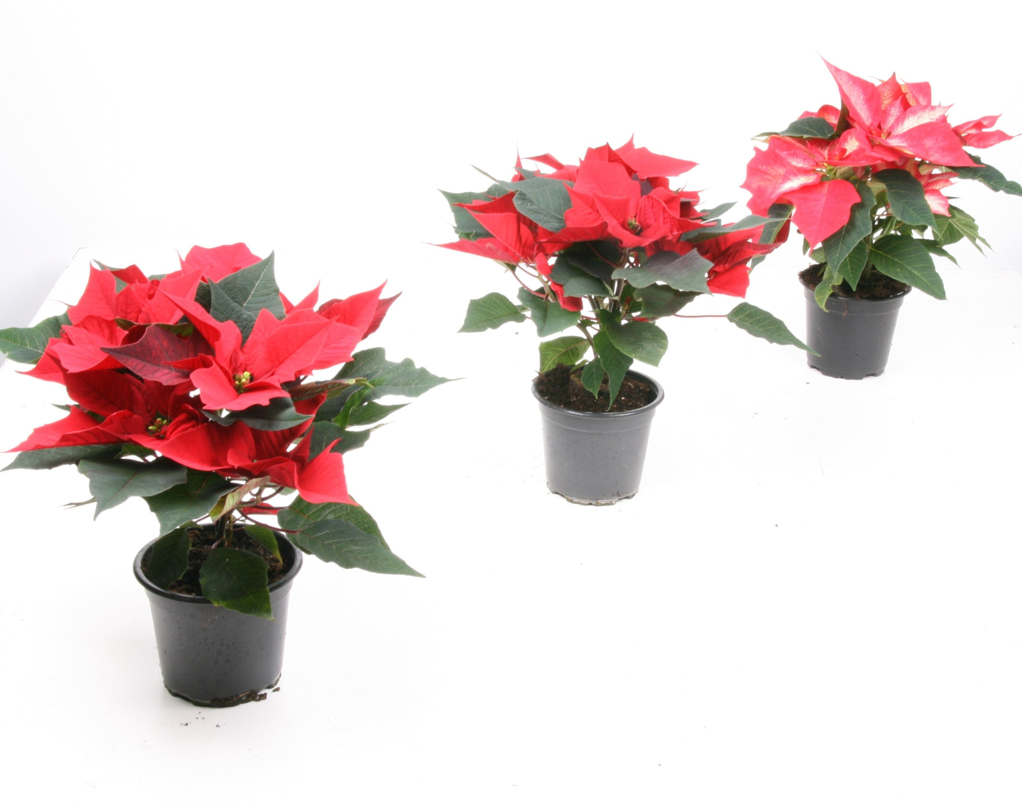 301 ADH : P10.5 cm Kerstster poinsettia 5 bloemen in hoes mix 80% rood en 20% andere (wit roze zalm marble Ice), D 10