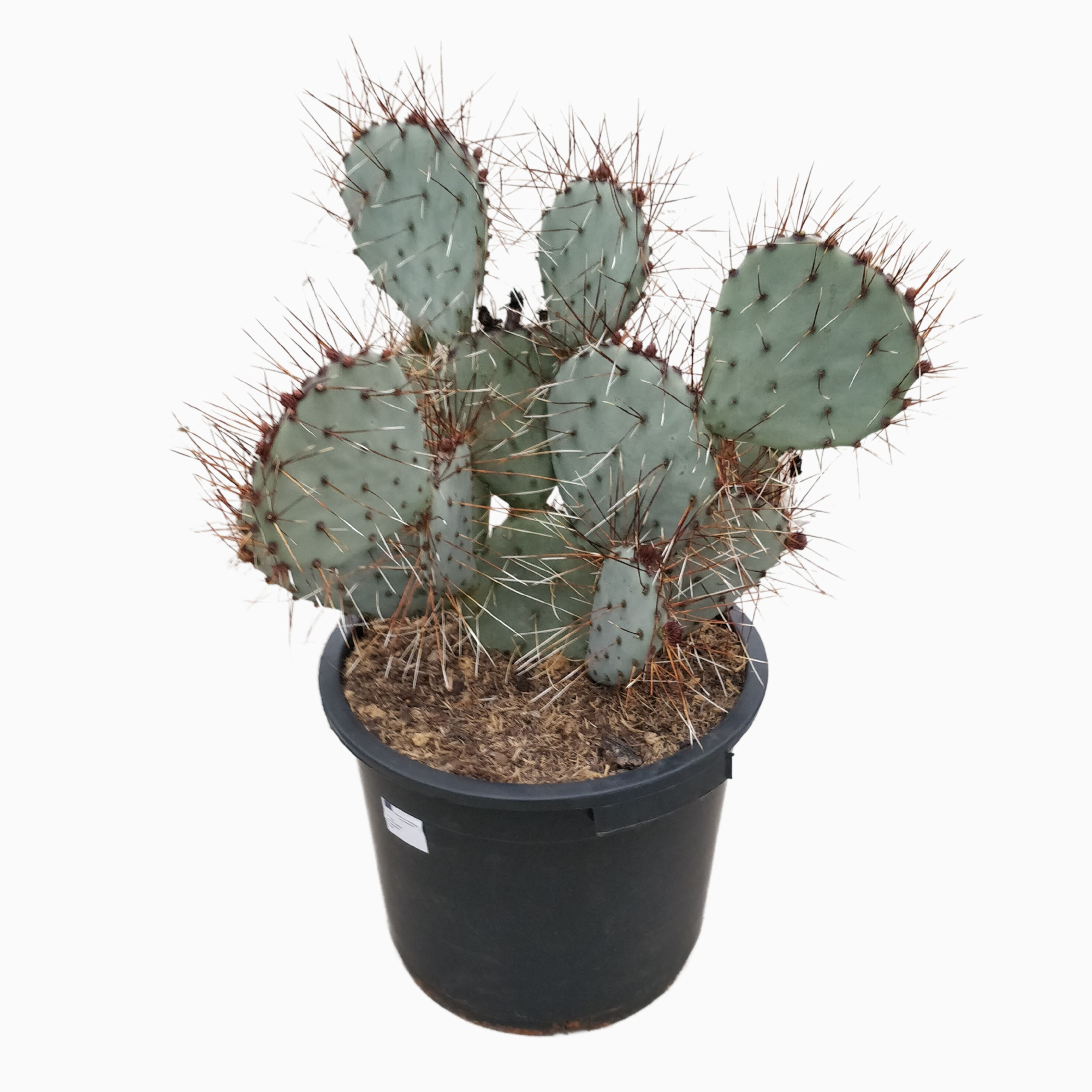 Opuntia macrocentra 35 cm, D 35