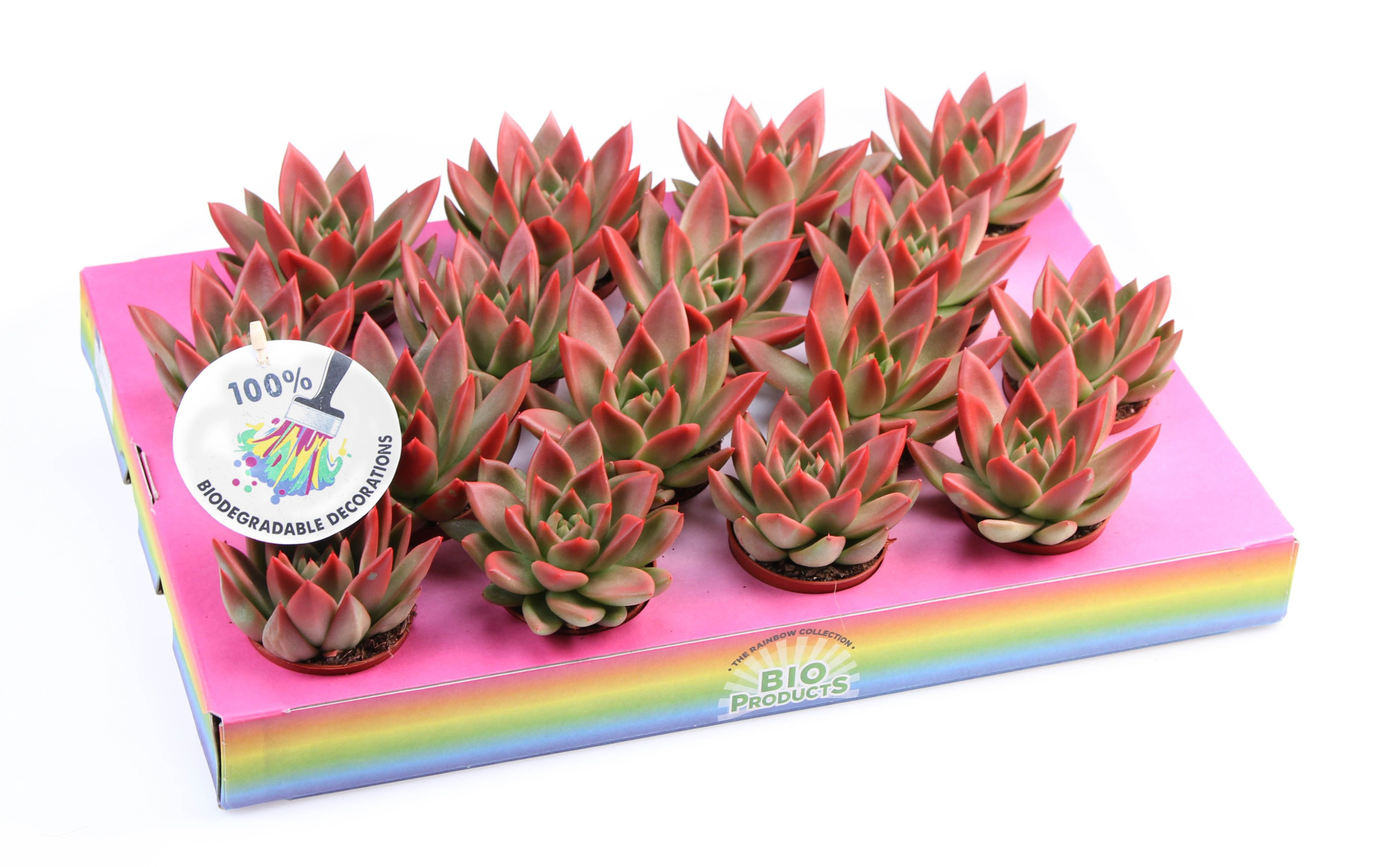 Miranda red tips, D 6