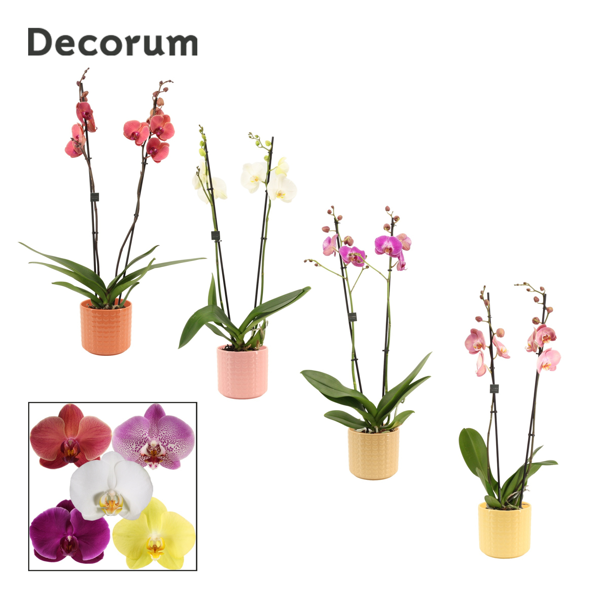 Phalaenopsis 2 tak 16+ mix in Kaya (Sympathetic moods-collection, D 12