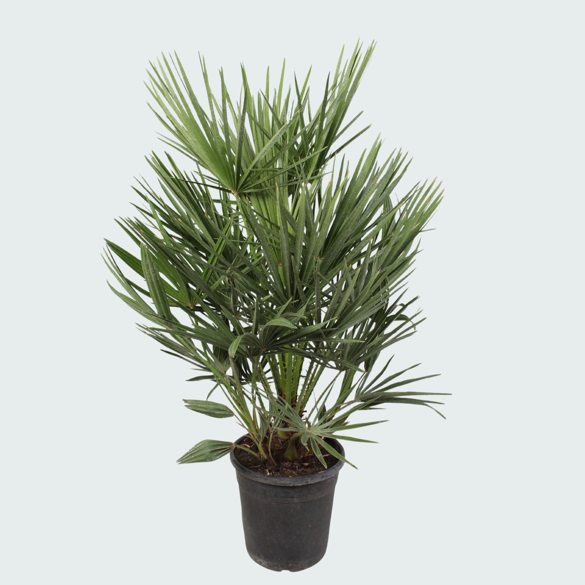 Chamaerops Humilis - 100 cm, D 20