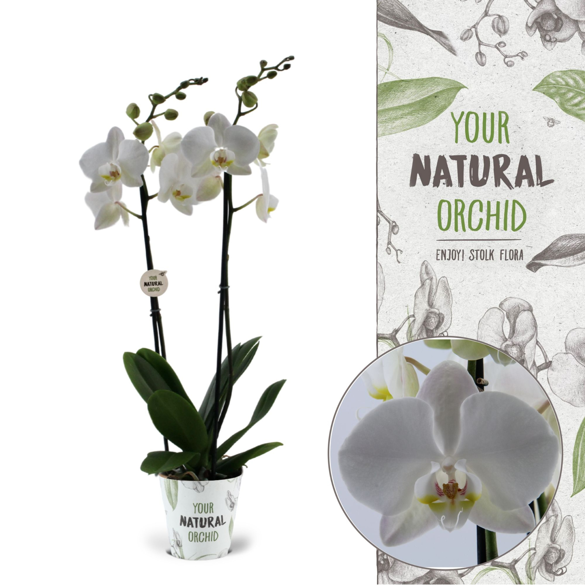 Your Natural Orchid | Inverness | Phalaenopsis 2 spike, D 12