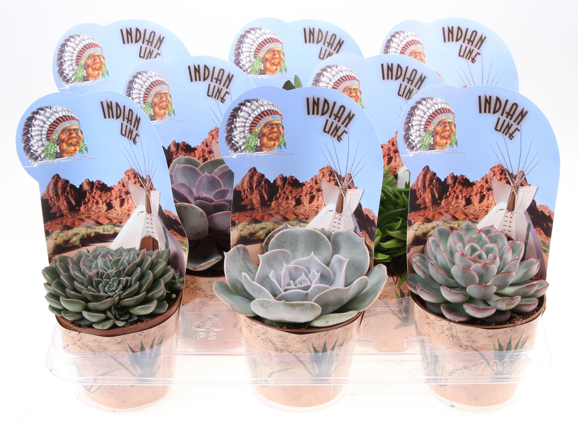 Potcover indian line succulenten mix, D 10,5