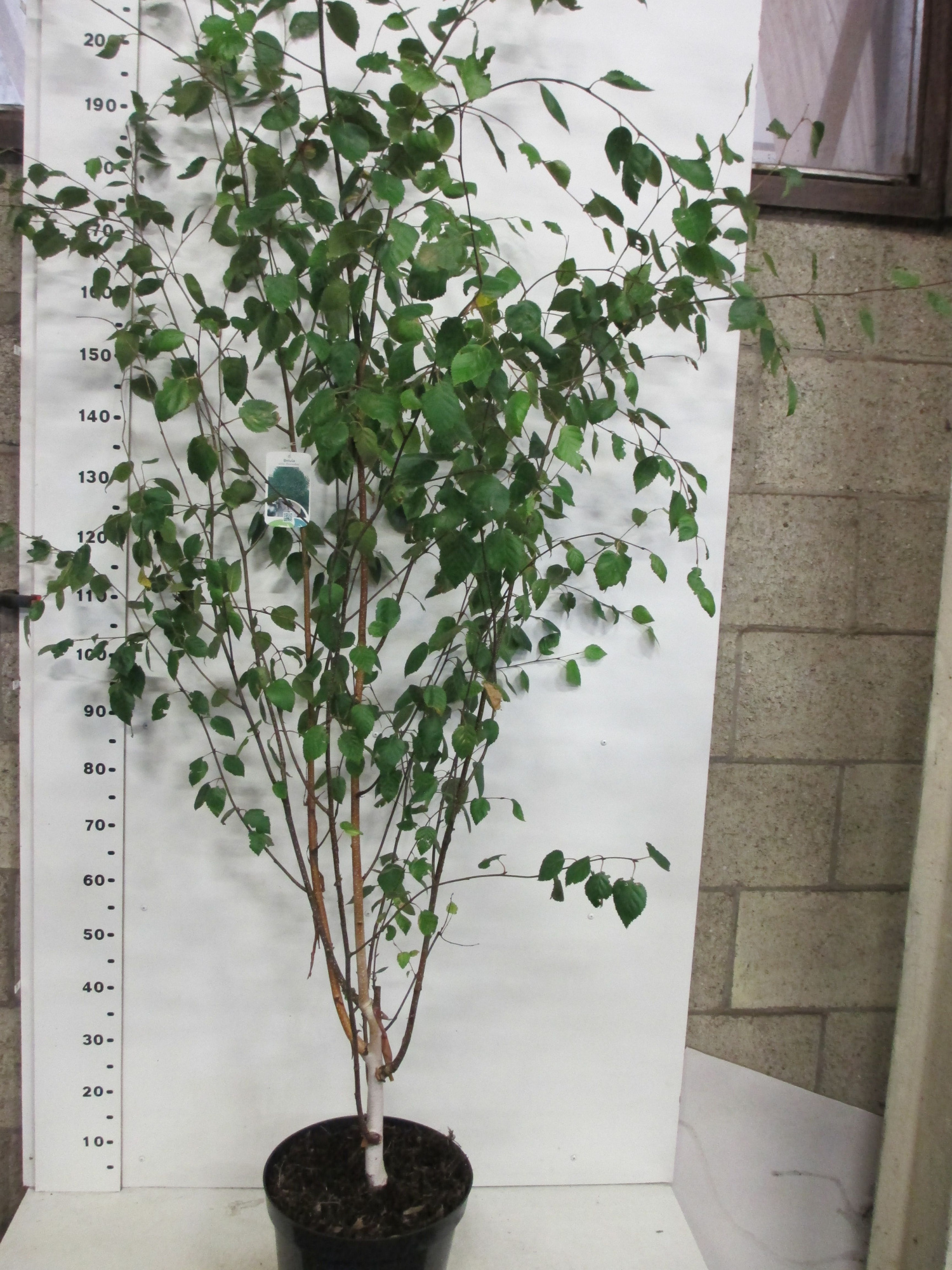 Betula u. jacquemontii 175-200 P32 multistam, D 32