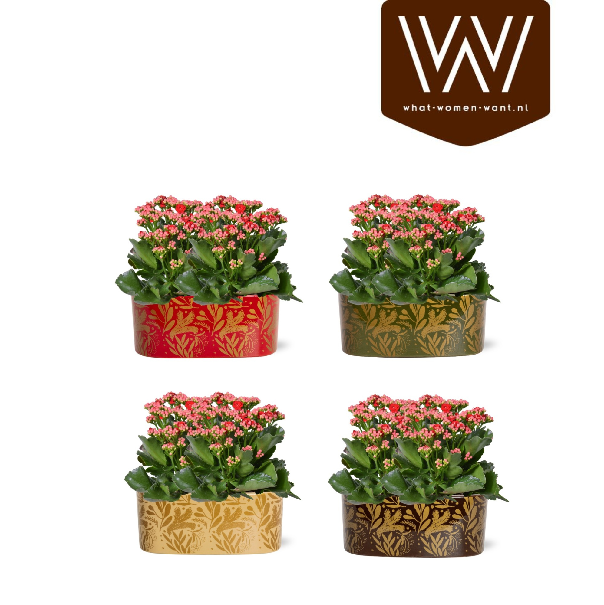 Collectie "Tasty Bubble" Kalanchoe rood in Jenn ovaal Keramiek, D 19