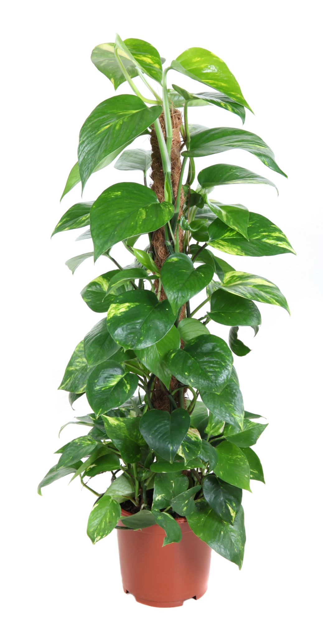 Epipremnum Pinnatum Mos P19, D 19