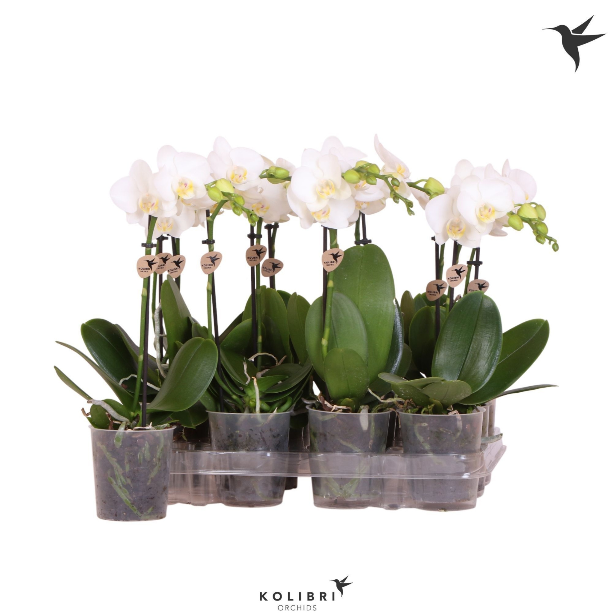 Kolibri Orchids Phalaenopsis White 1 spike, D 9