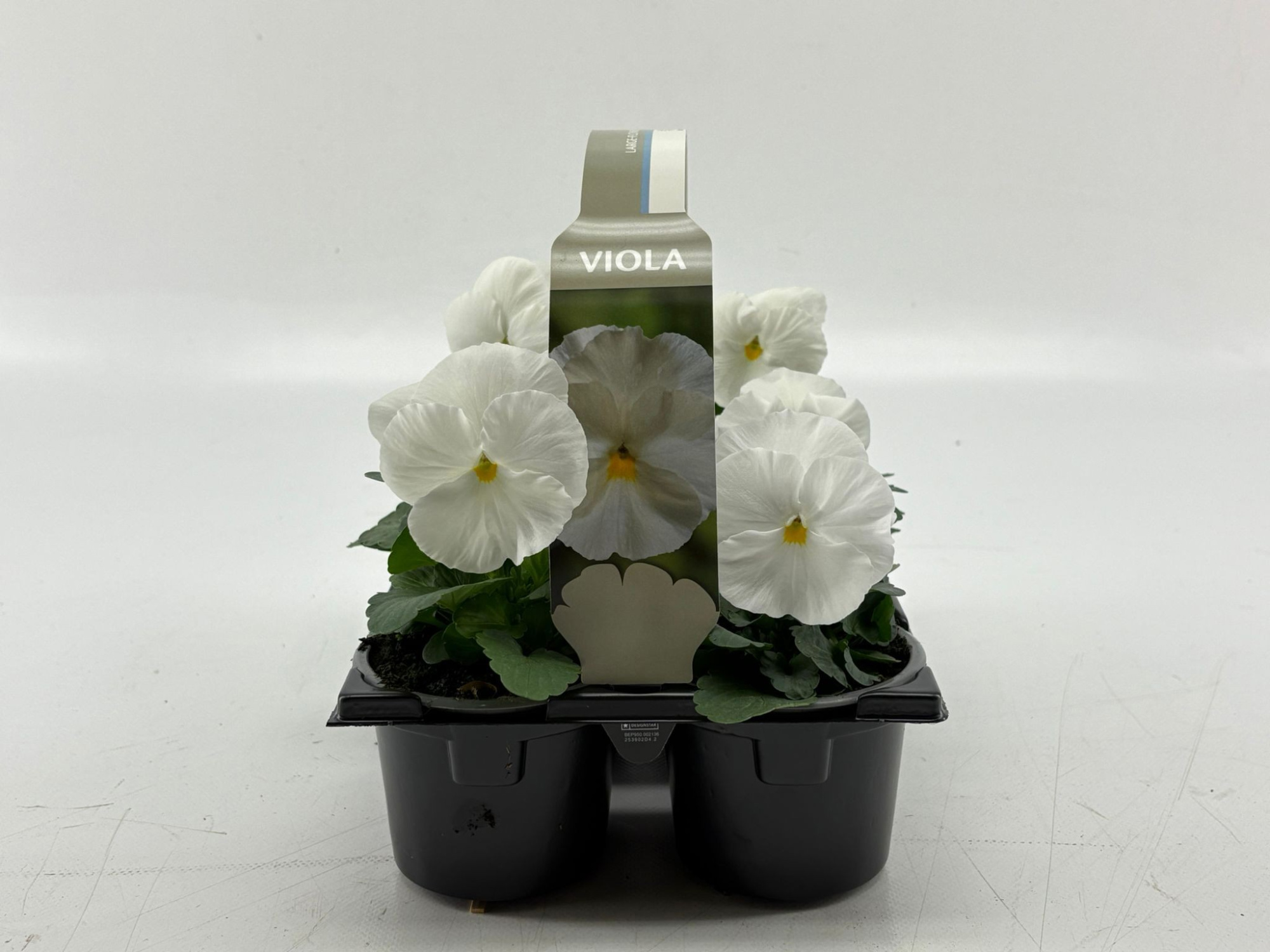 Sixpack Viola F1 White, D 9