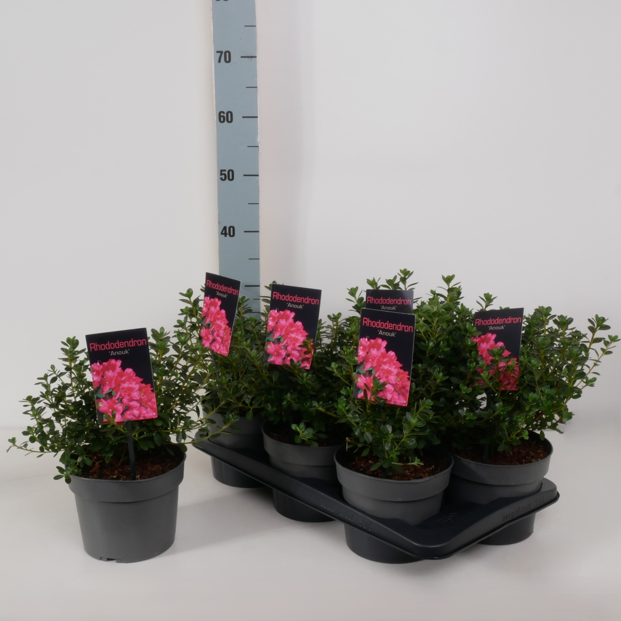 Rhododendron (AJ) 'Anouk' P17, D 17