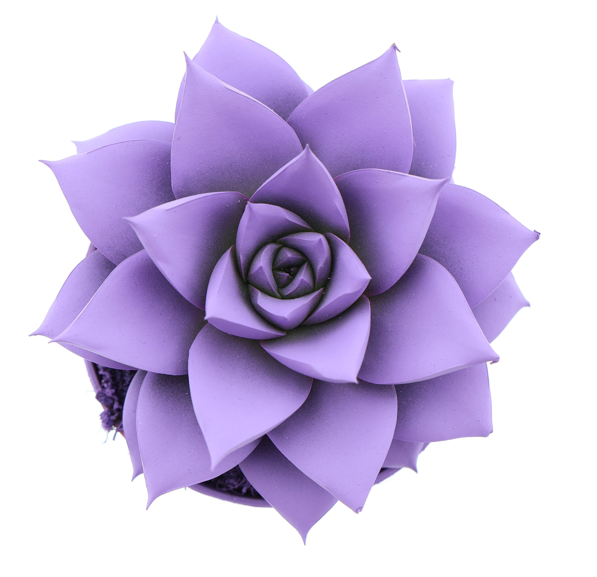 Rainbow purper purple, D 8,5