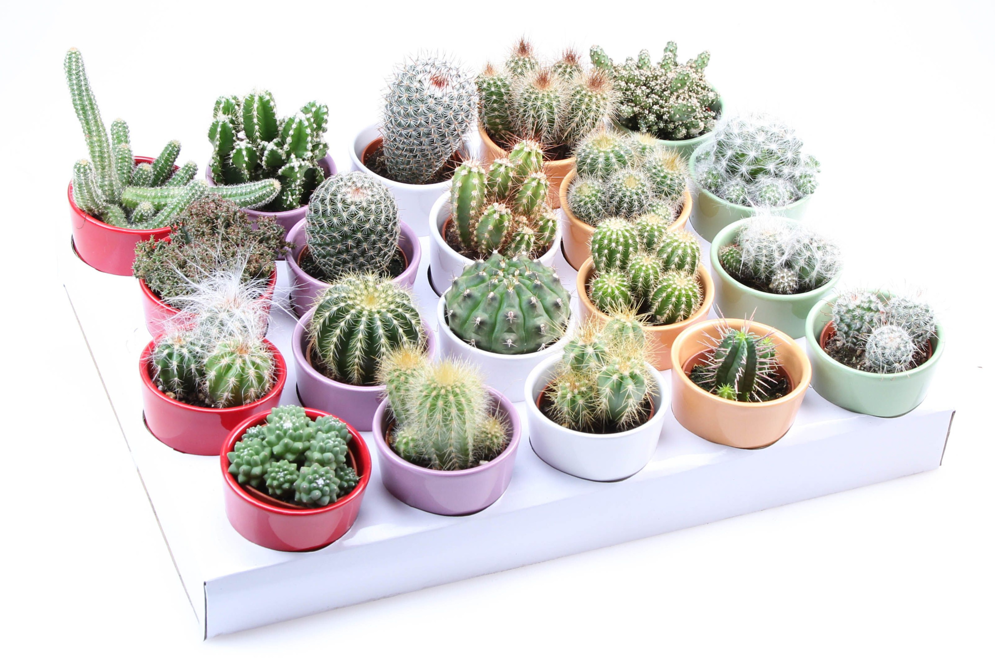 Cactus kleurpot, D 7