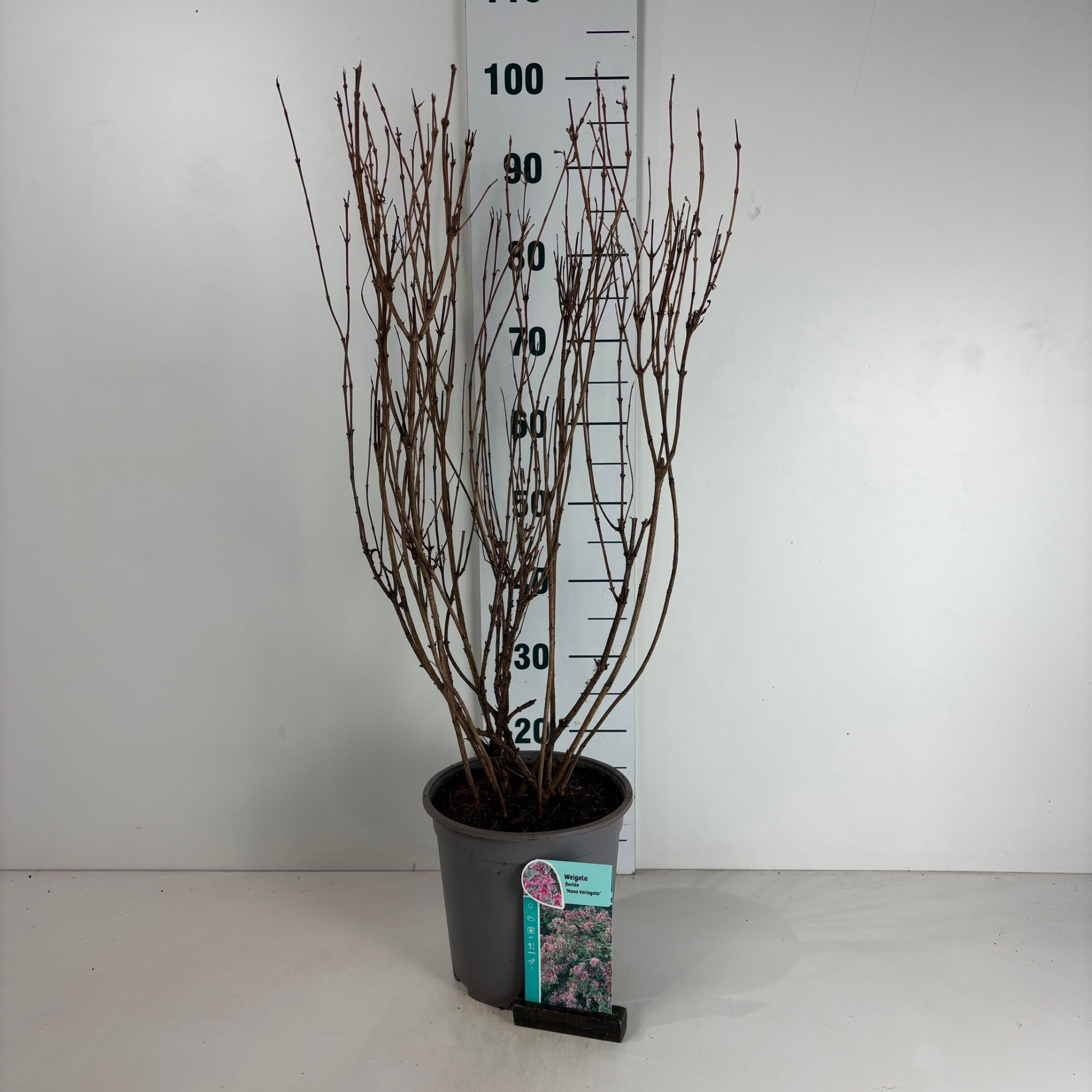 Weigela Nana Variegata, D 24