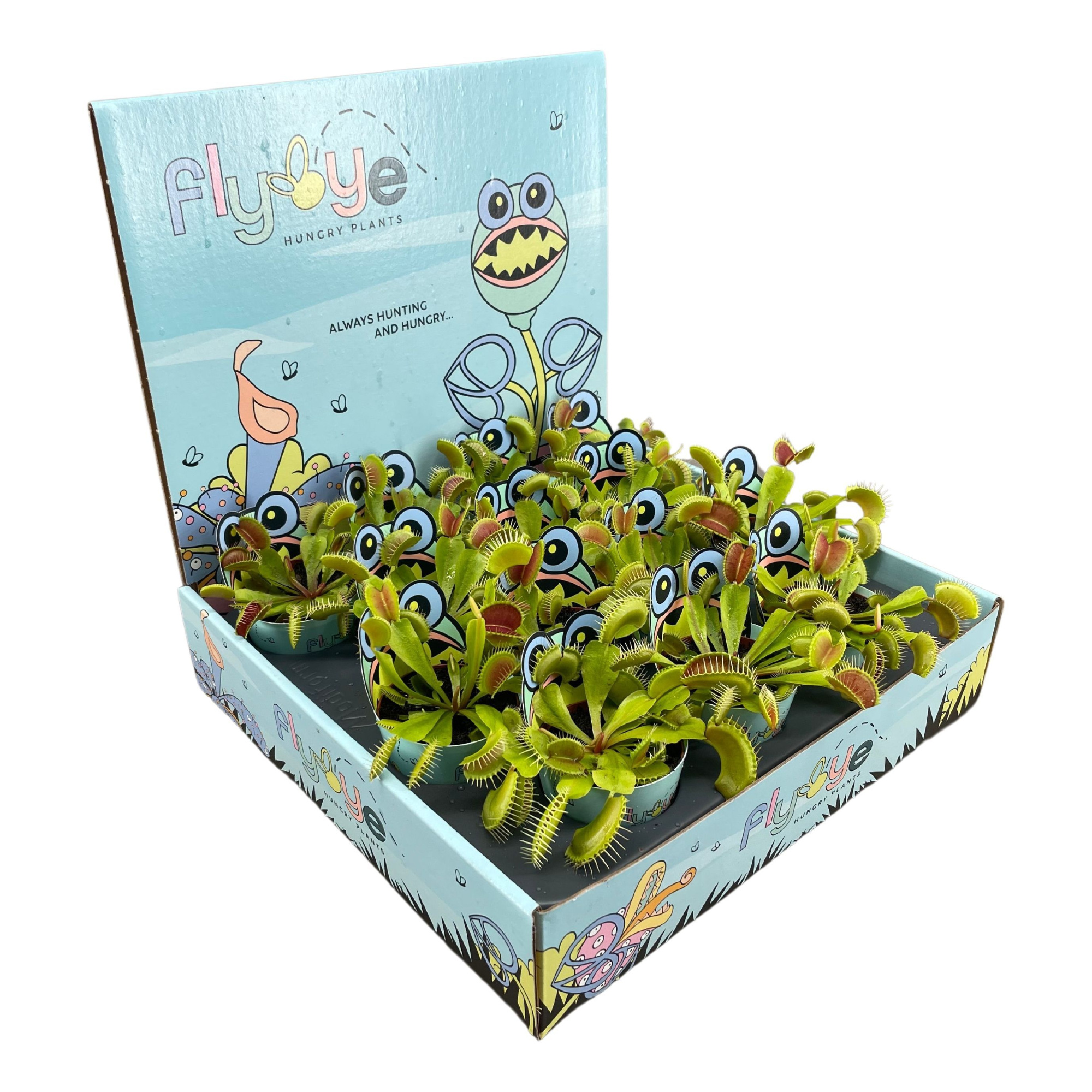 Dionaea miscupula 5,5 cm in Flybye display, D 5,5