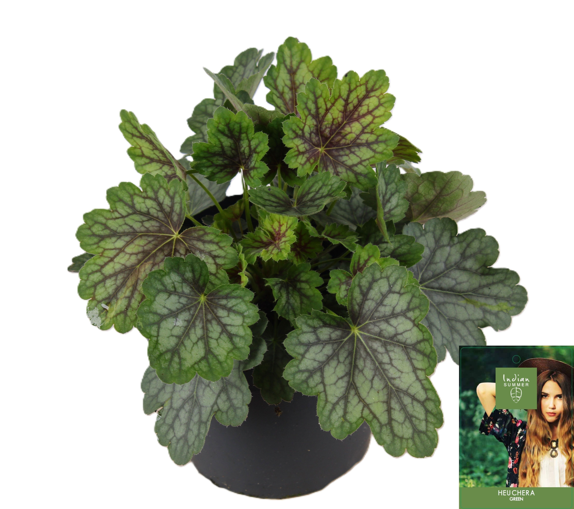 Heuchera Indian Summer Green P15, D 15