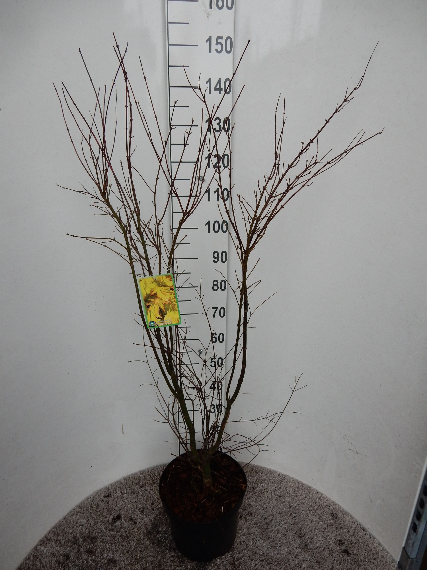 Acer palm. Orange Dream 100-125 P30, D 30