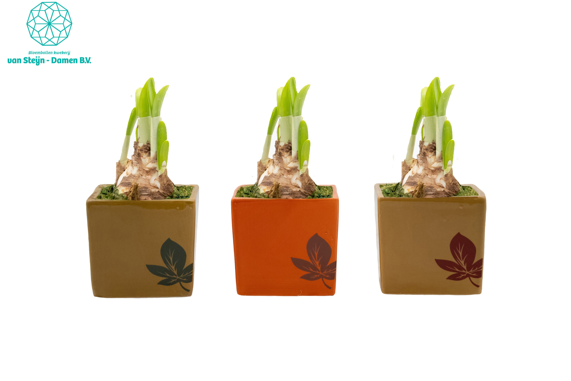 Narcissus 'Autumn Bloom' (Withous Moss), D 9