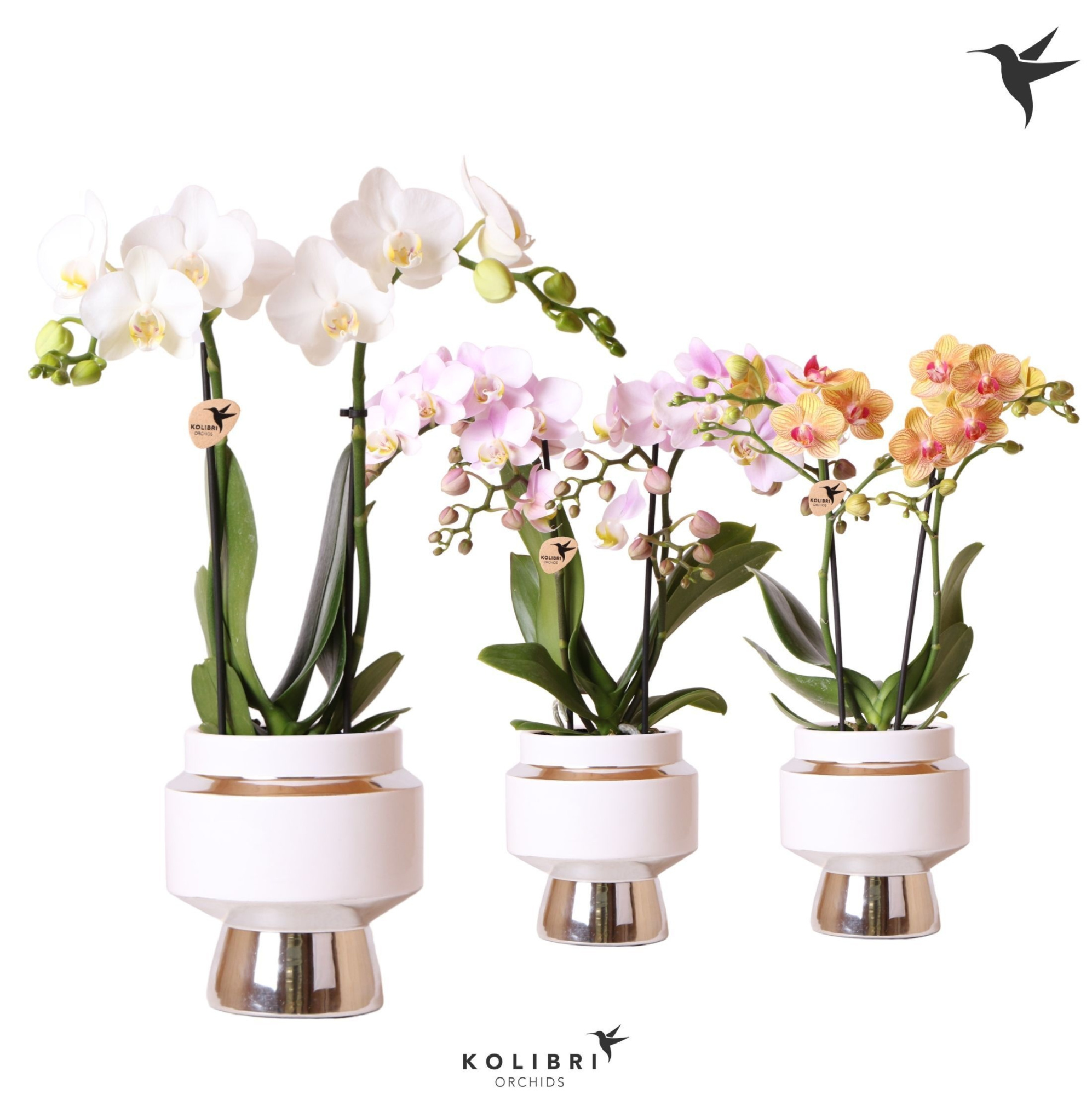 Kolibri Orchids Phalaenopsis mix 2 spike in Le Chic pot silver, D 9