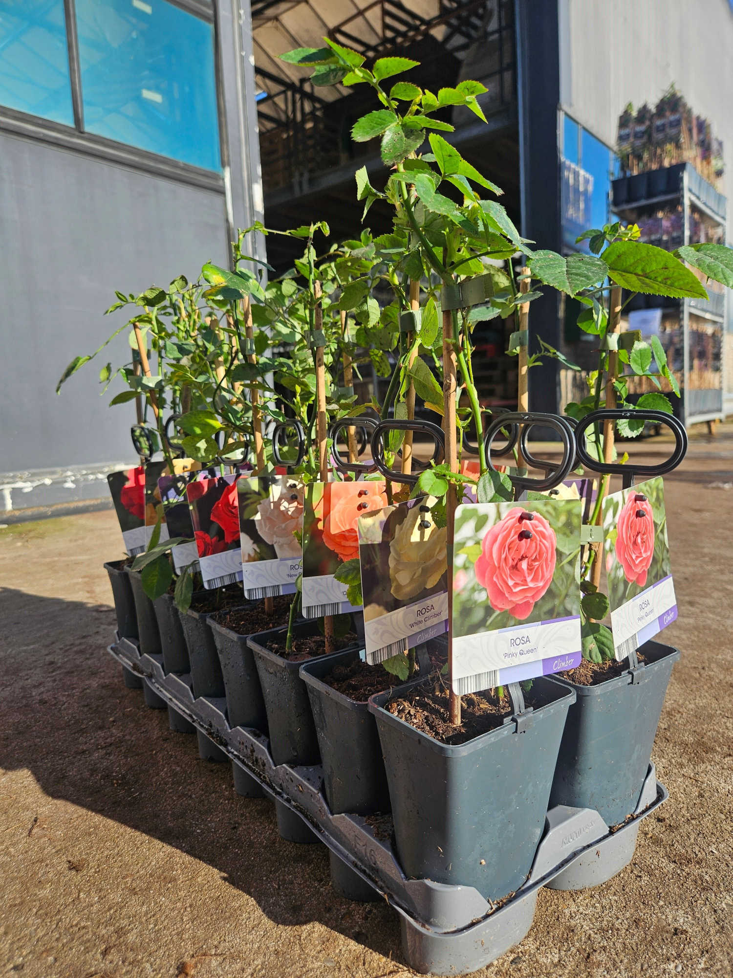 Mixtray Rosa +light label, D 11