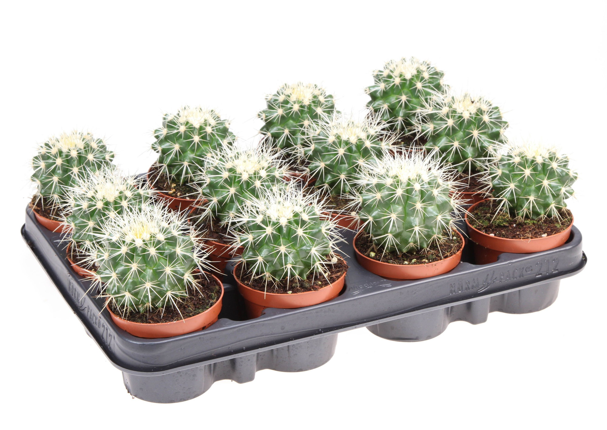 Echinocactus grusonii, D 8,5