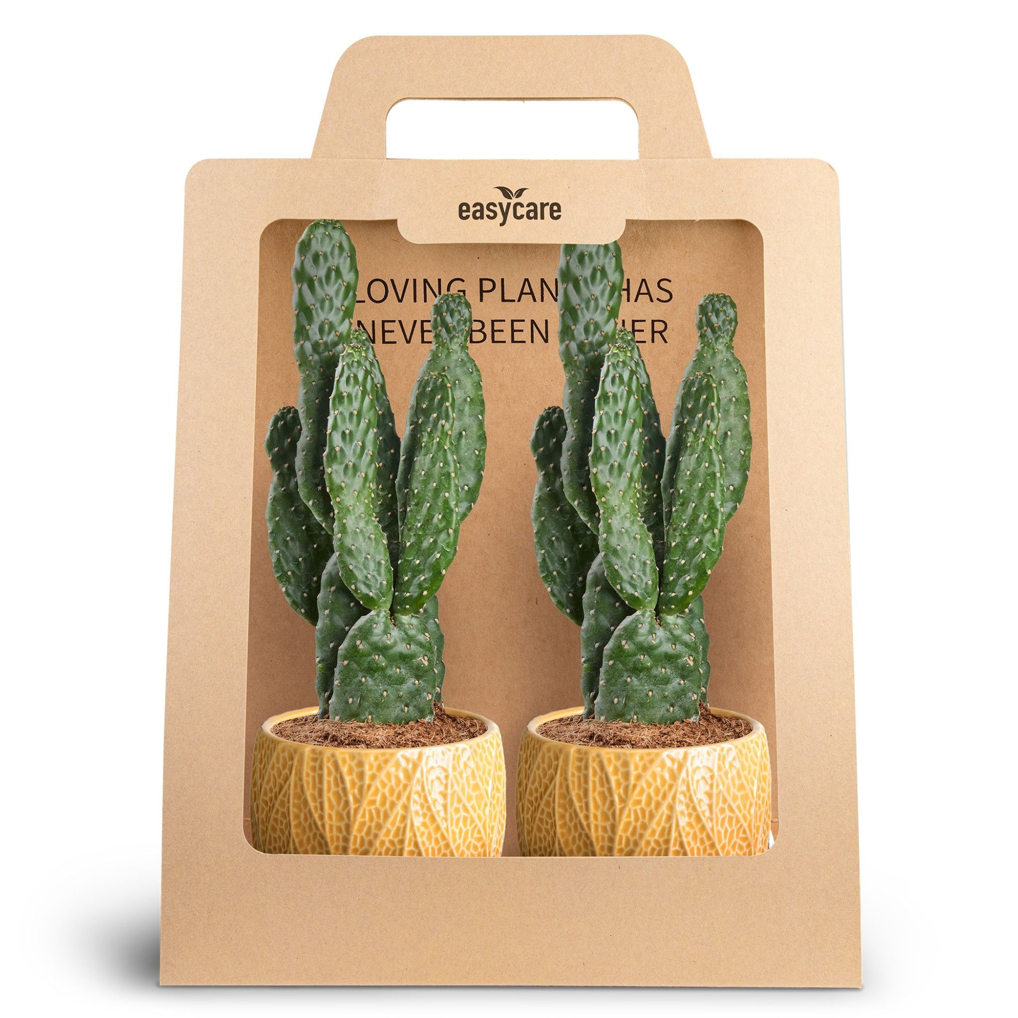 2-Pack Leaf Tangerine, Opuntia, D 10