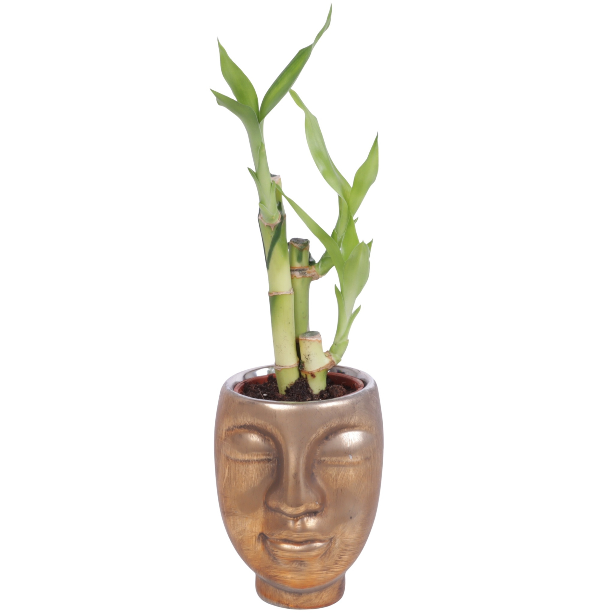 Lucky Bamboo Toef in Ceramic Face Pot Gold Ø09cm, D 9
