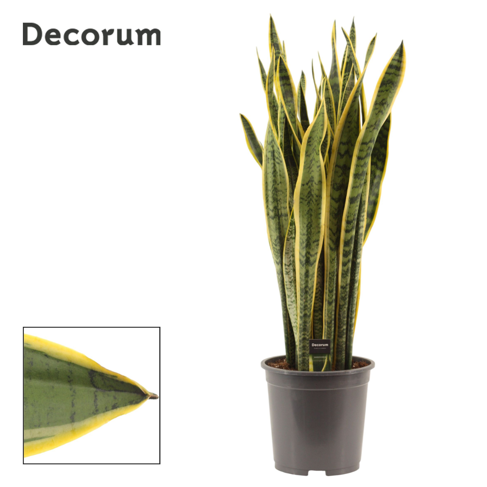Sansevieria Laurentii 27 cm (Decorum), D 27