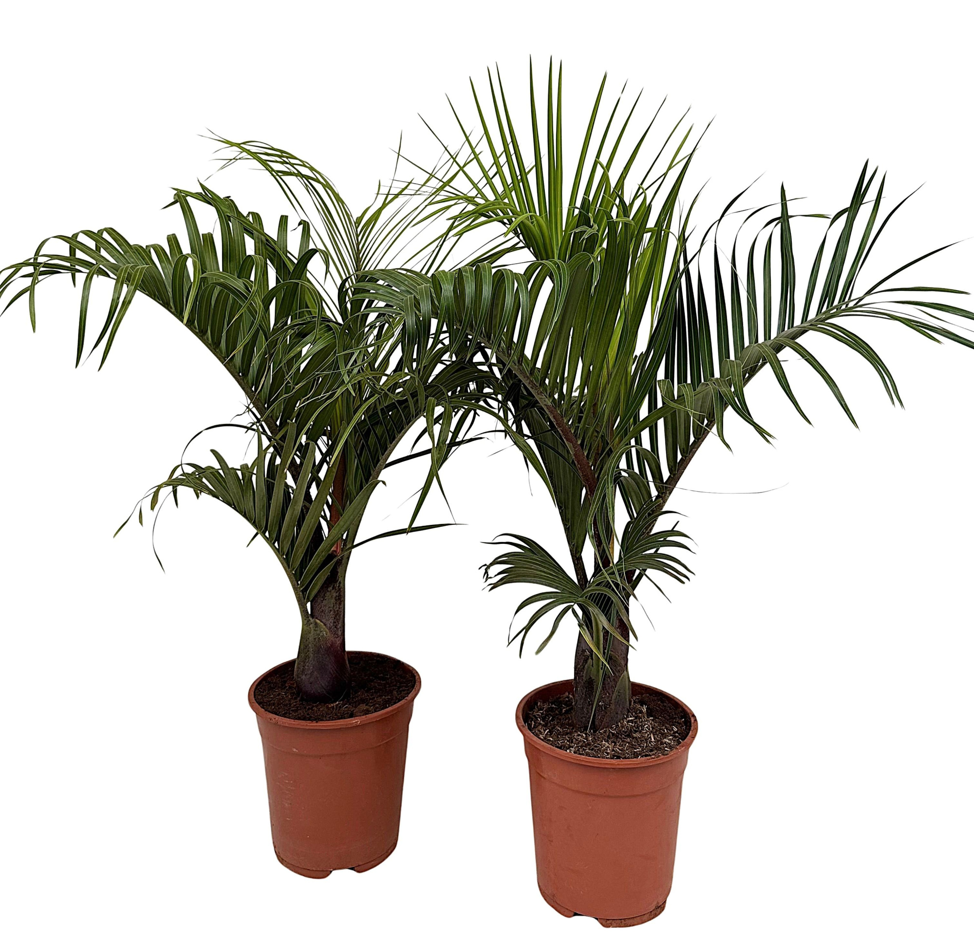 Dypsis decaryi P21, D 21