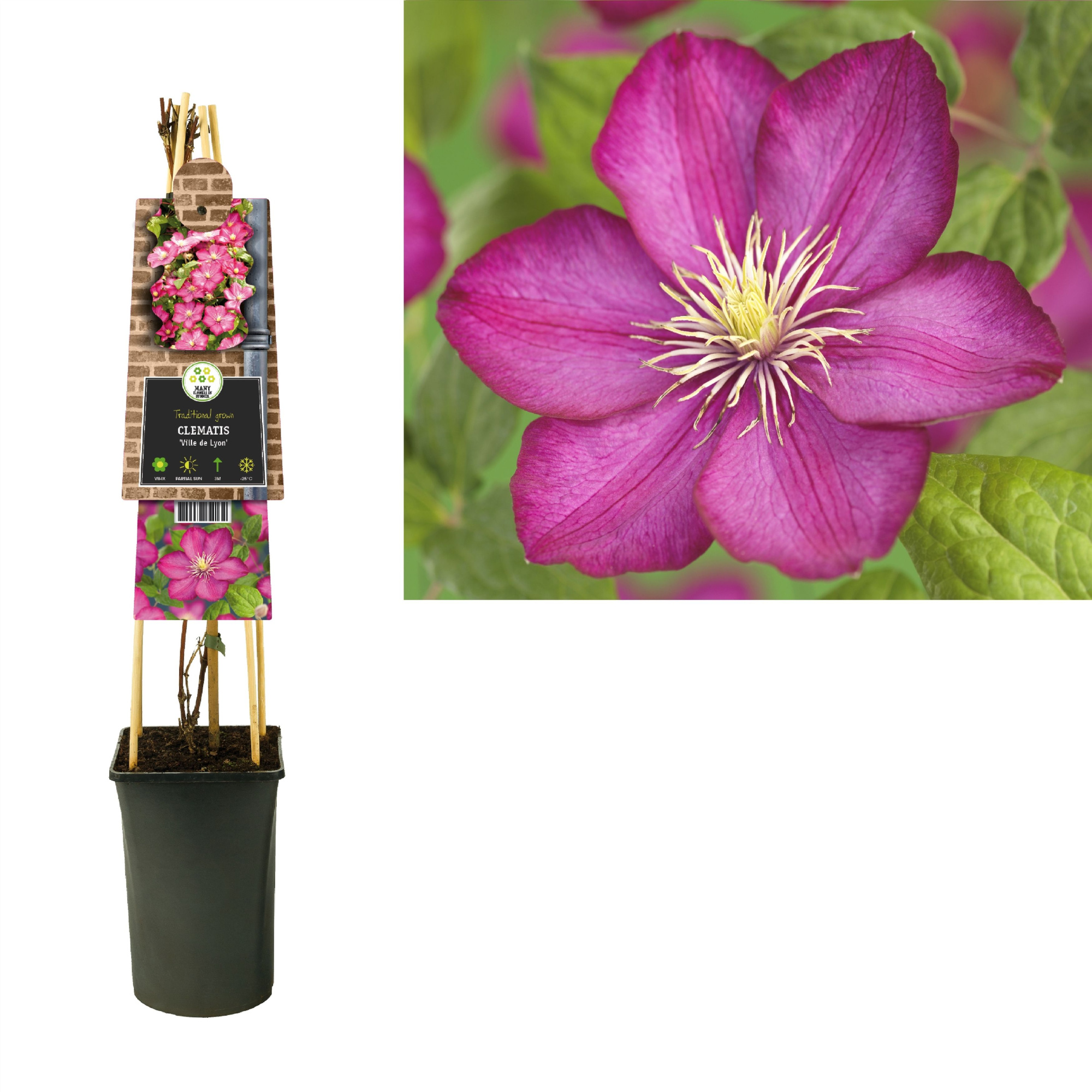 Clematis 'Ville de Lyon' +3.0 label, D 17