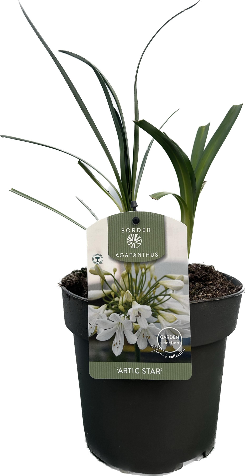 Agapanthus 'Artic Star' P17 GARDEN, D 17